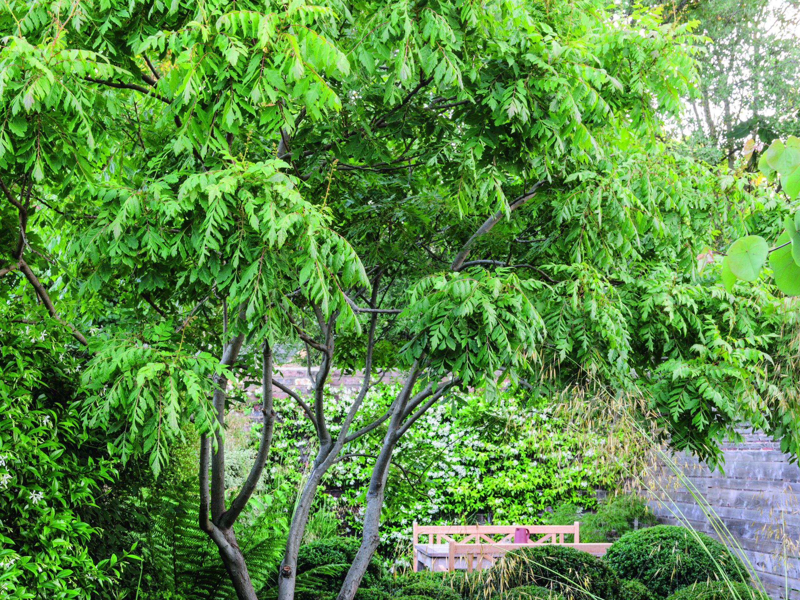 Trees and shrubs in garden