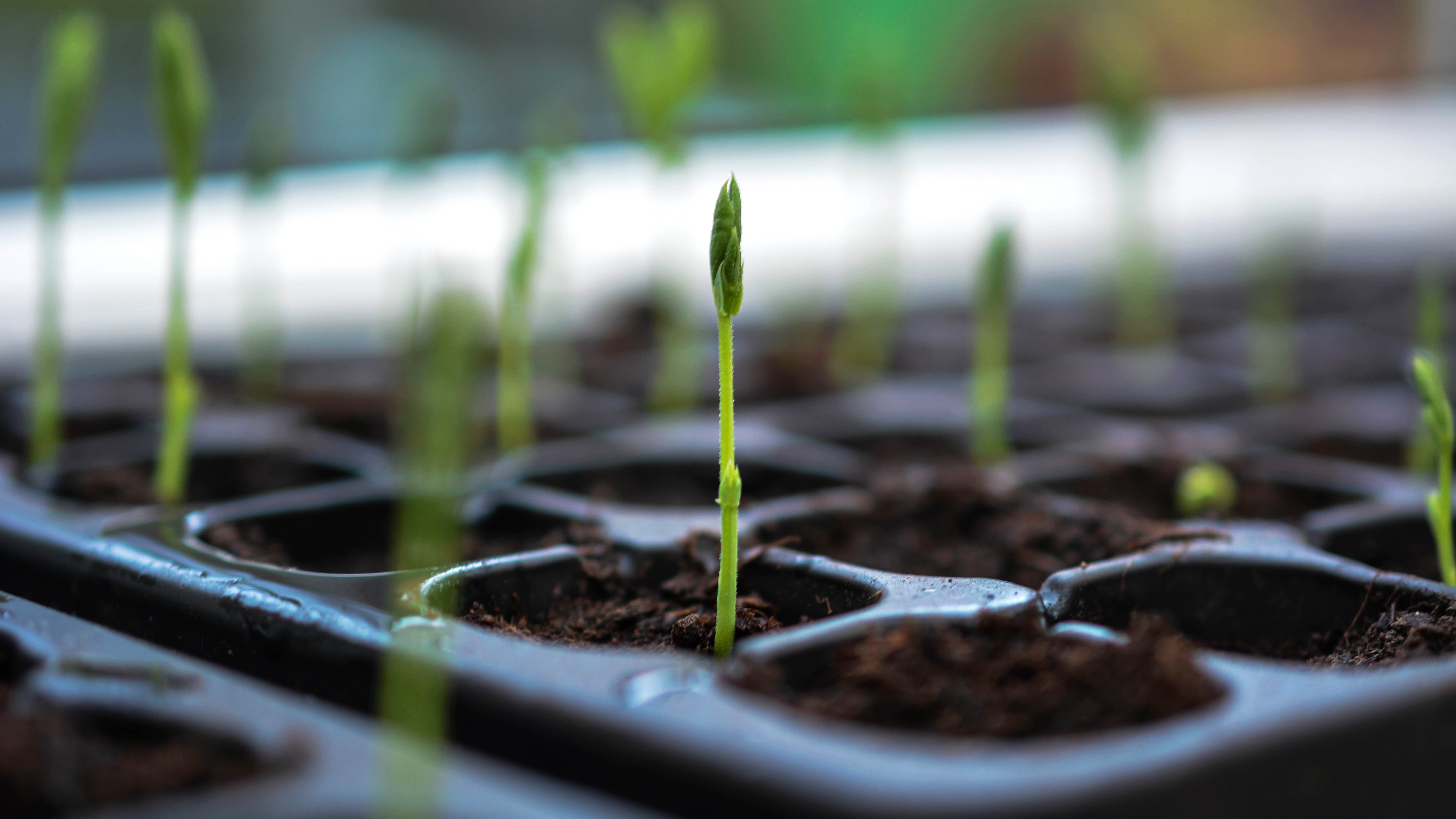 Sweet pea seedlings