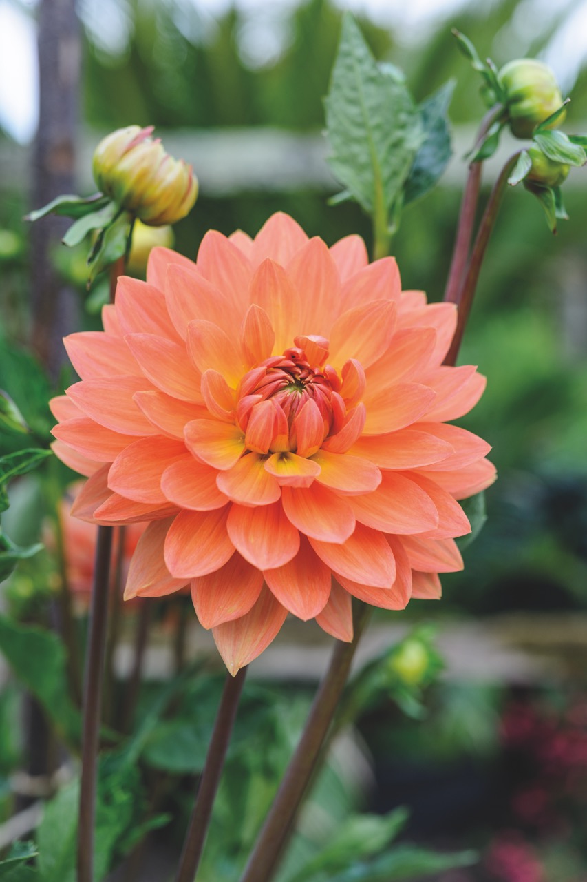 Dahlia ‘David Howard’ © Jason Ingram