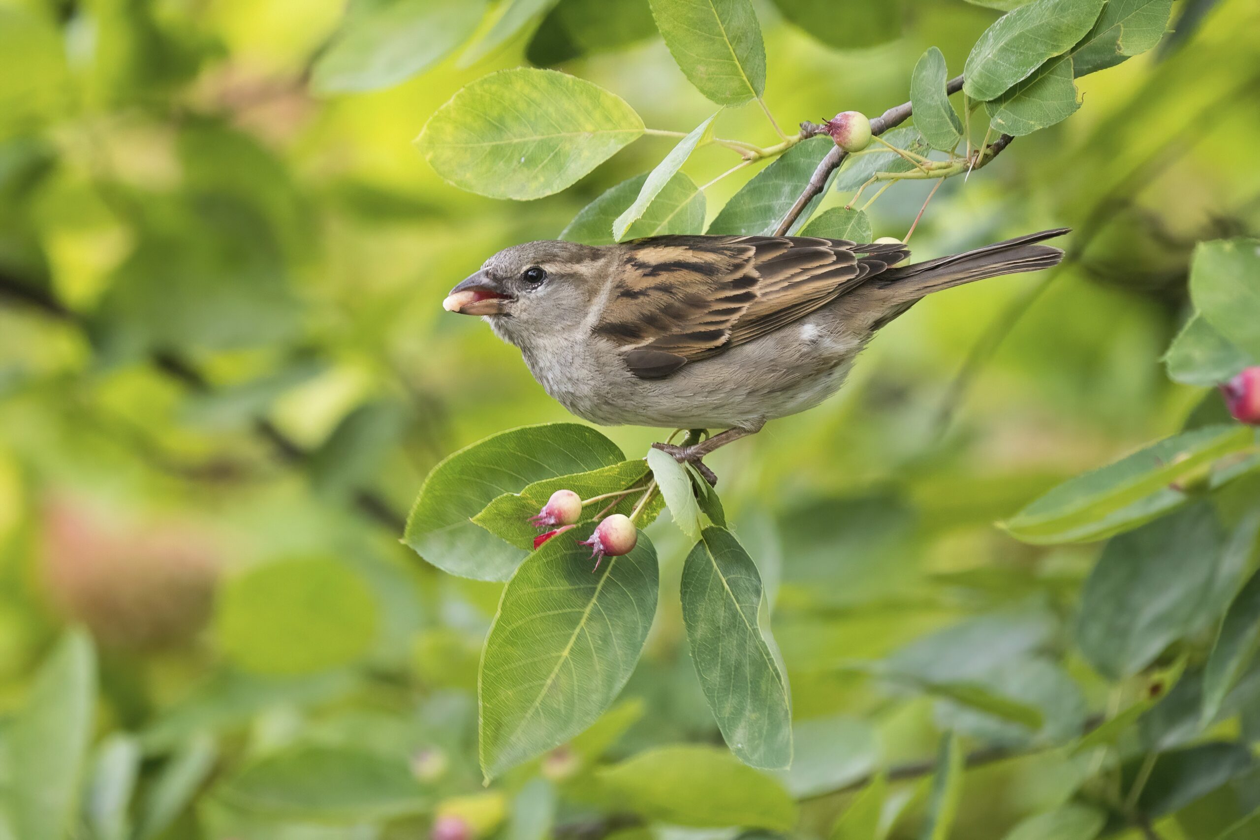 House sparrow 