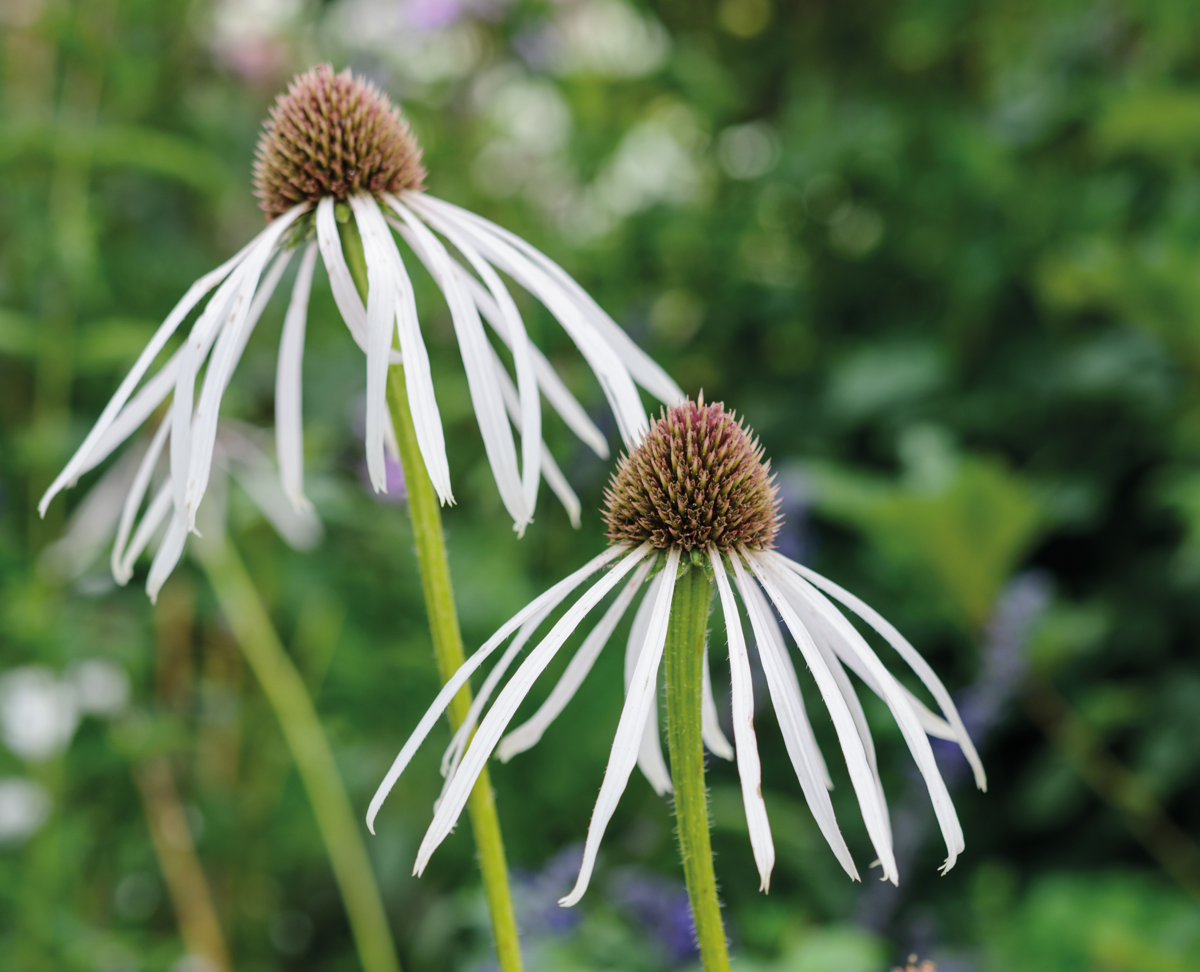Echinacea pallida 'Hula Dancer'