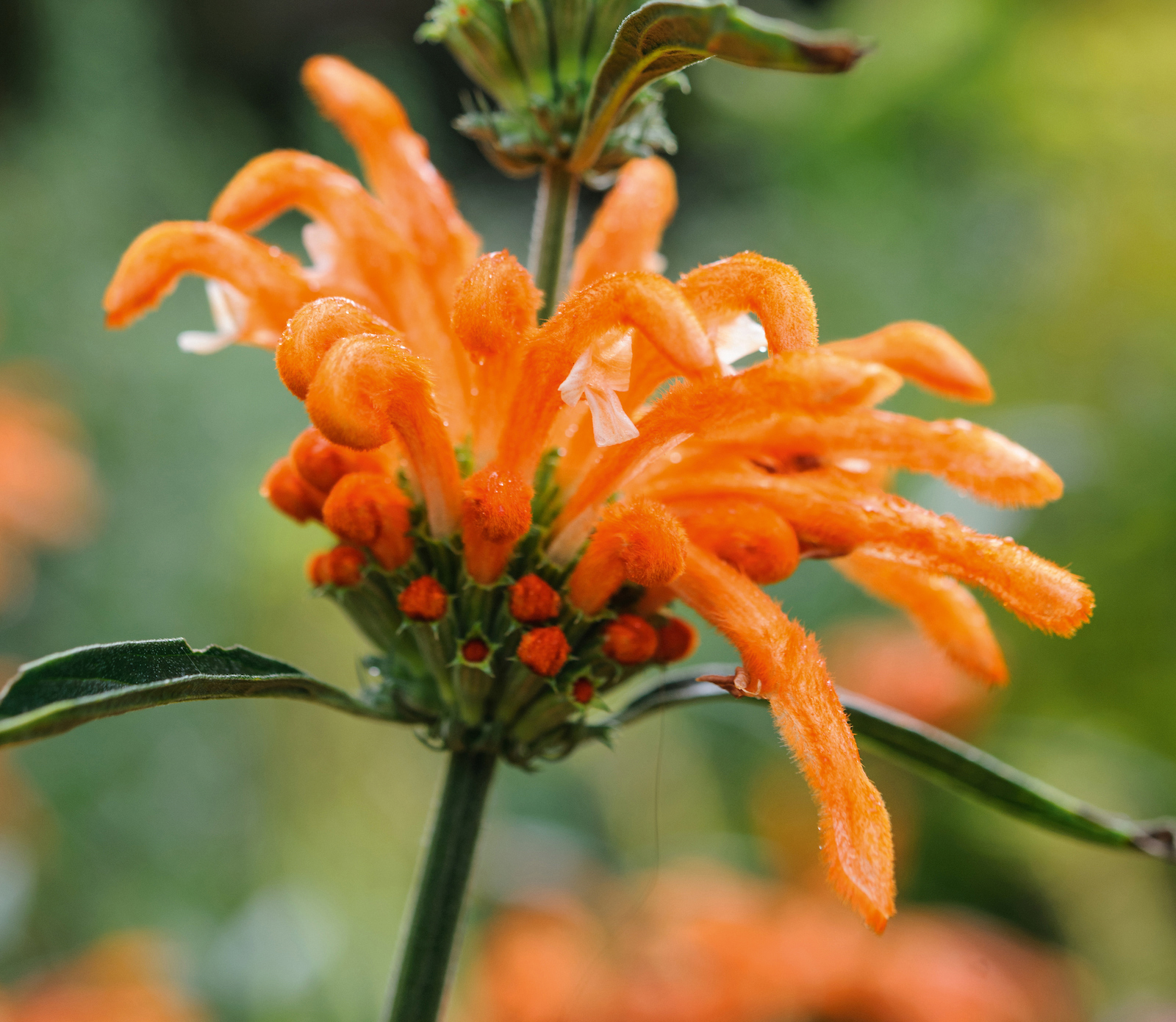 Leonotis leonurus