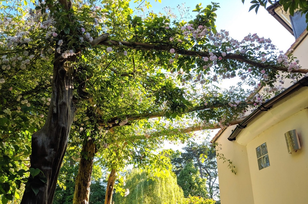 A pergola made of driftwood, covered in rambling roses
