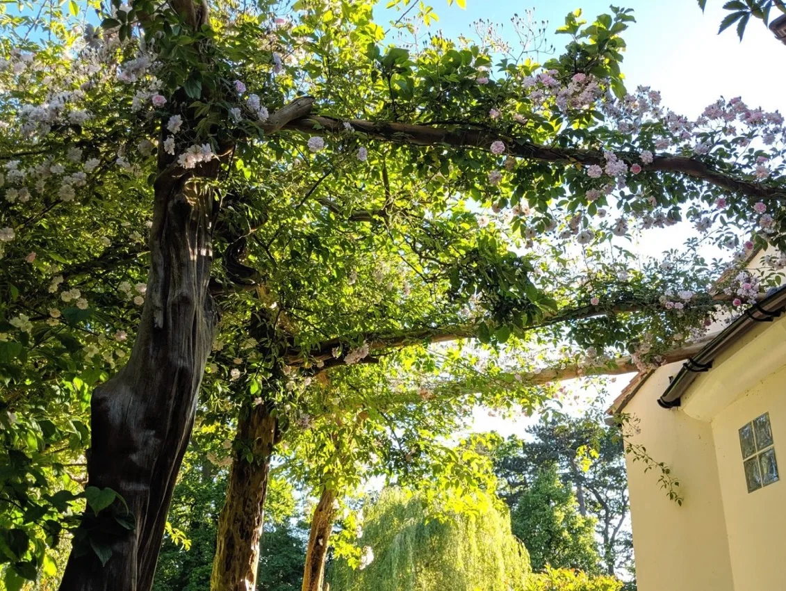 This driftwood pergola has a few rafters spaced far apart and uses a climbing rose to create shade © wildby.design A pergola made of driftwood, covered in rambling roses