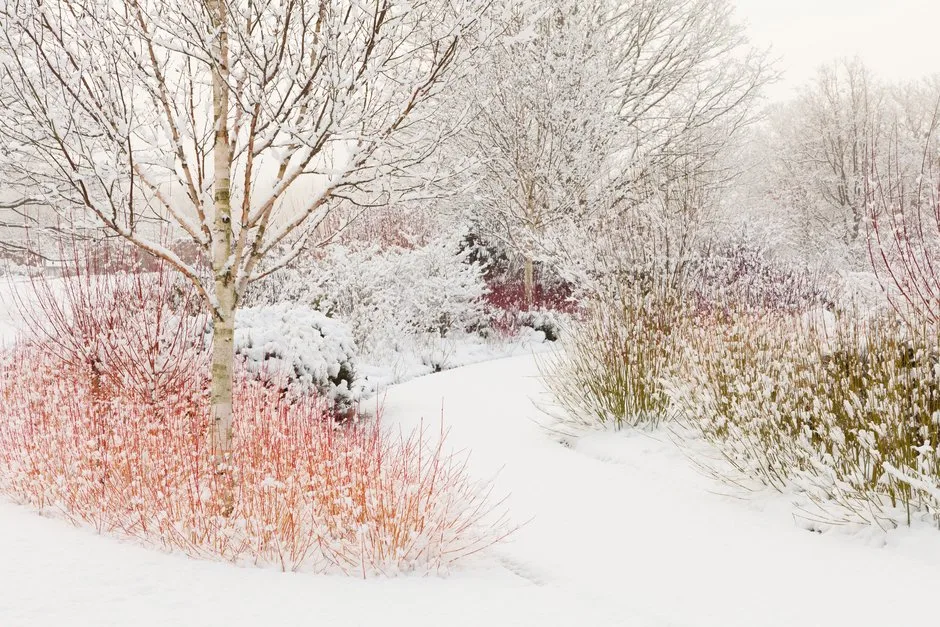 The Winter Walk in snow with Cornus sanguinea 'Midwinter Fire' in the foreground at RHS Garden Harlow Carr The Winter Walk in snow with Cornus sanguinea 'Midwinter Fire' in the foreground at RHS Garden Harlow Carr