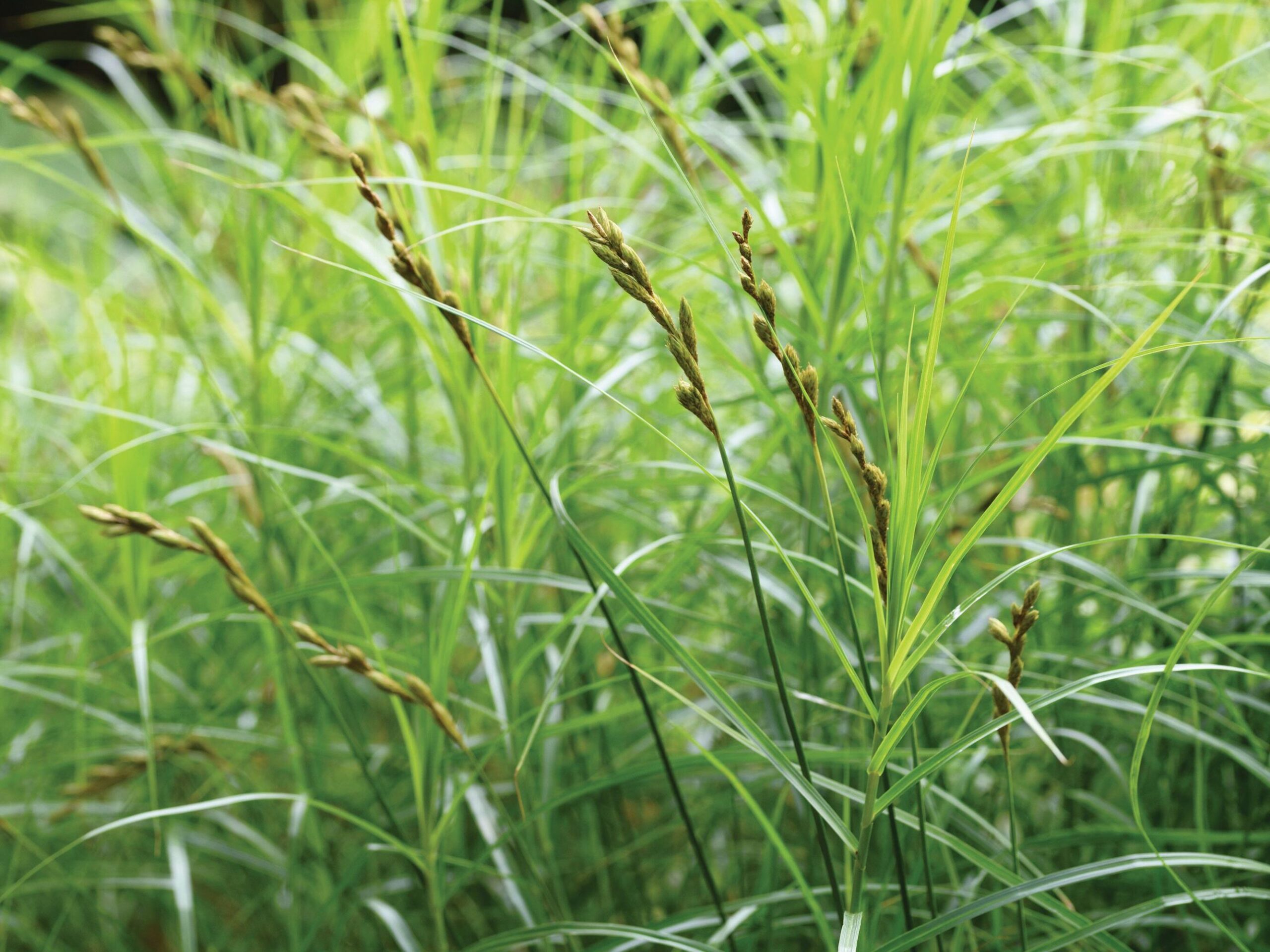 Carex muskingumensis 