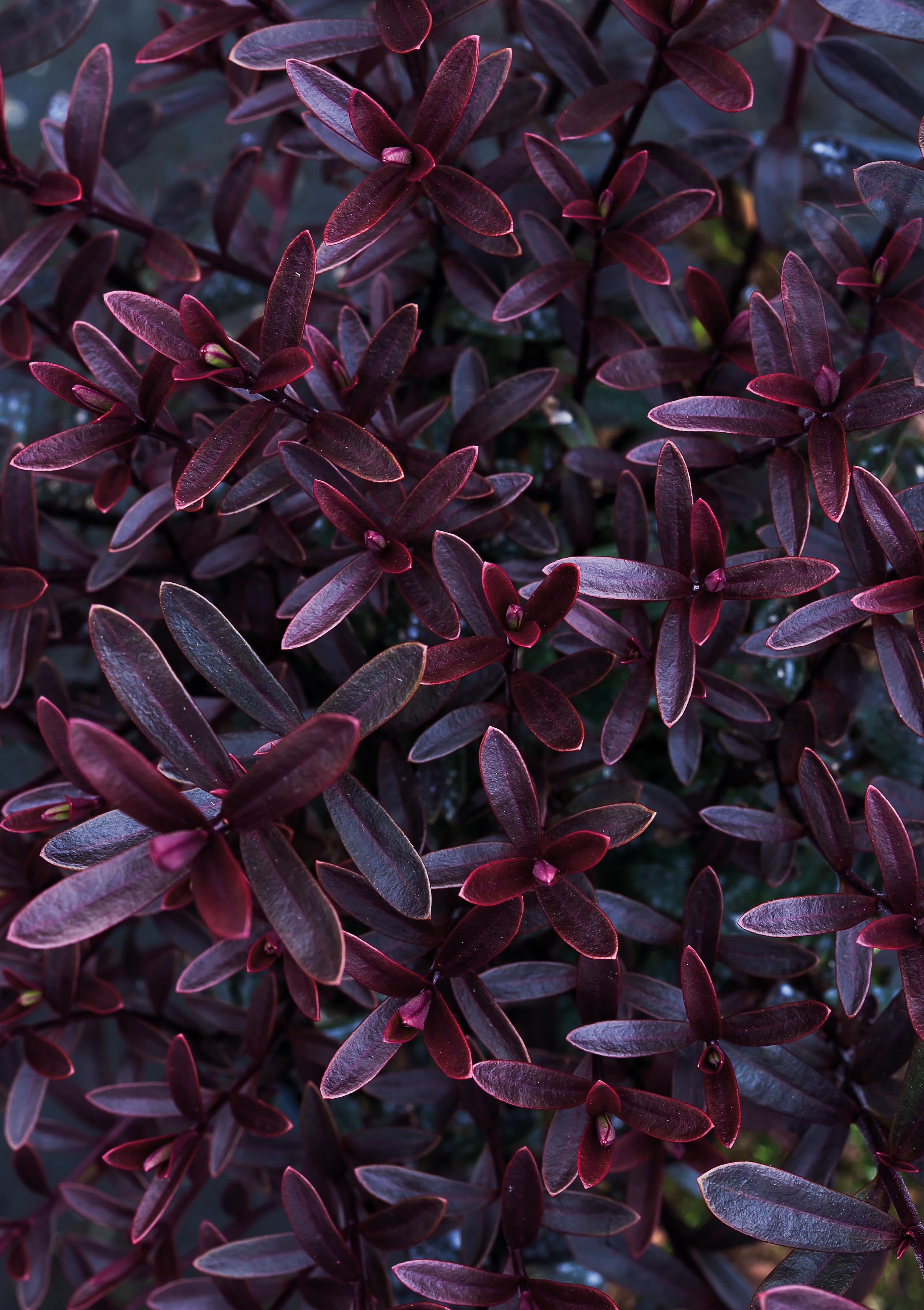 Foliage of Hebe 'Pascal'
