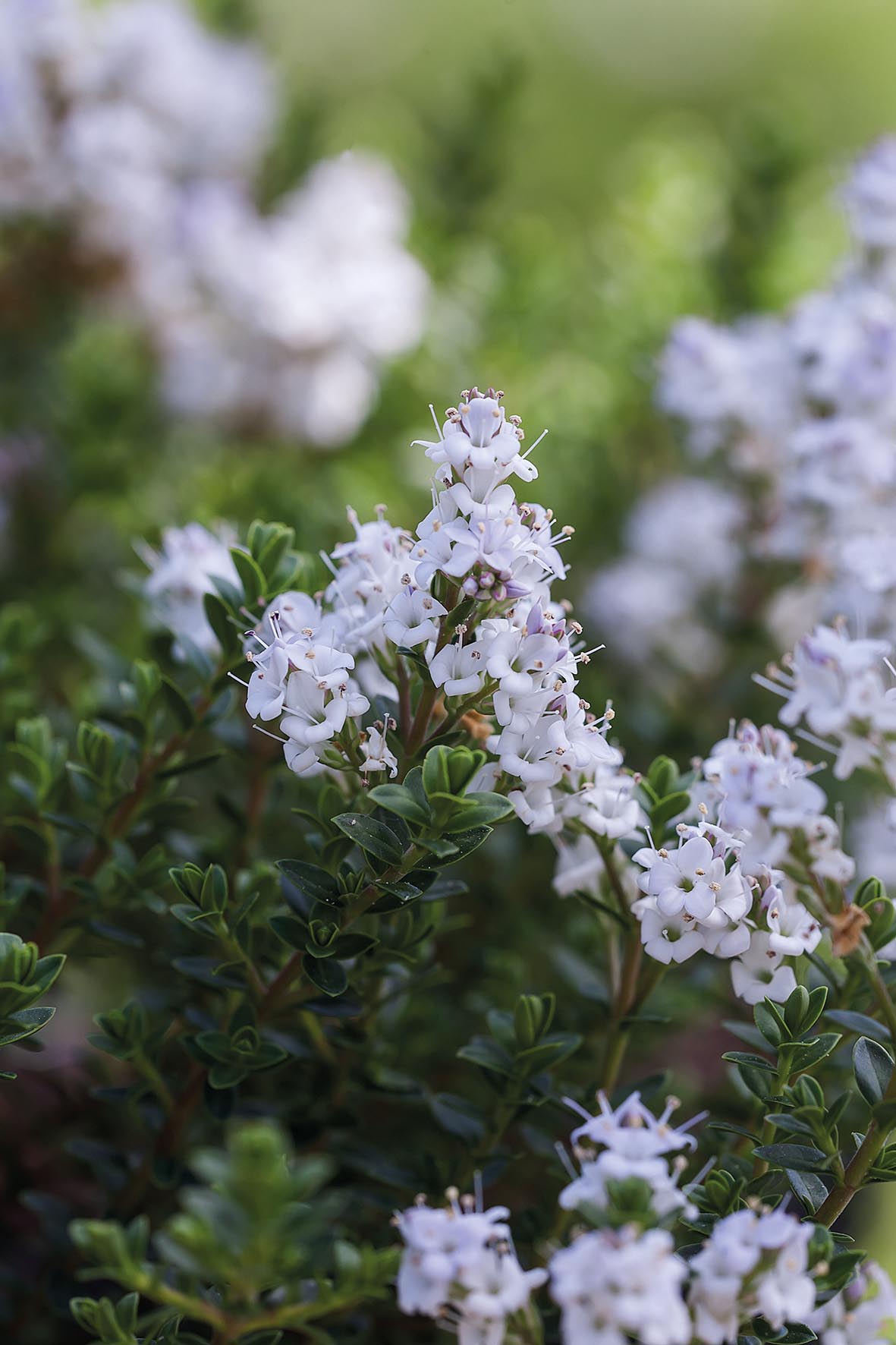 Hebe 'Baby Marie'