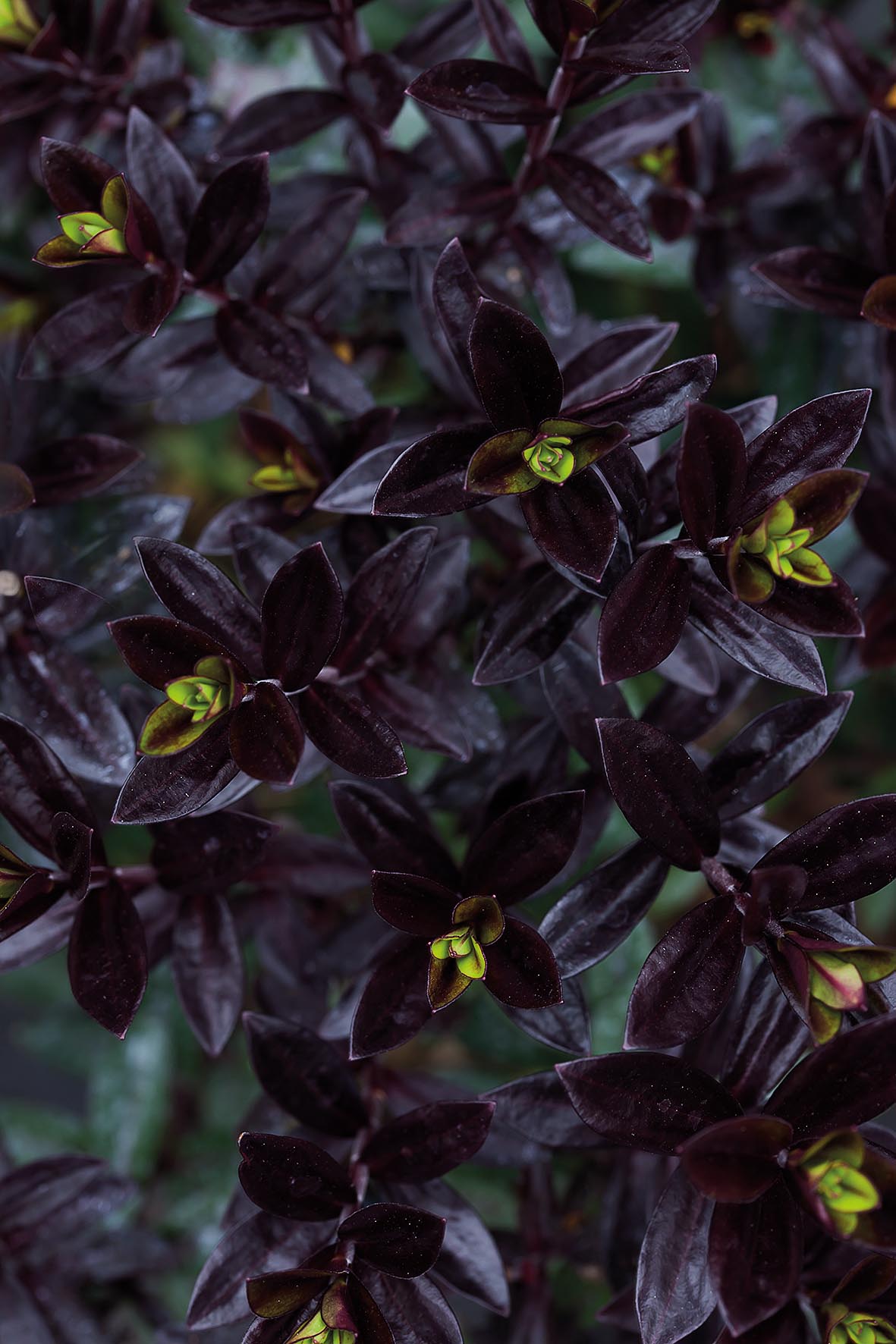 Foliage of Hebe 'Midnight Sky'