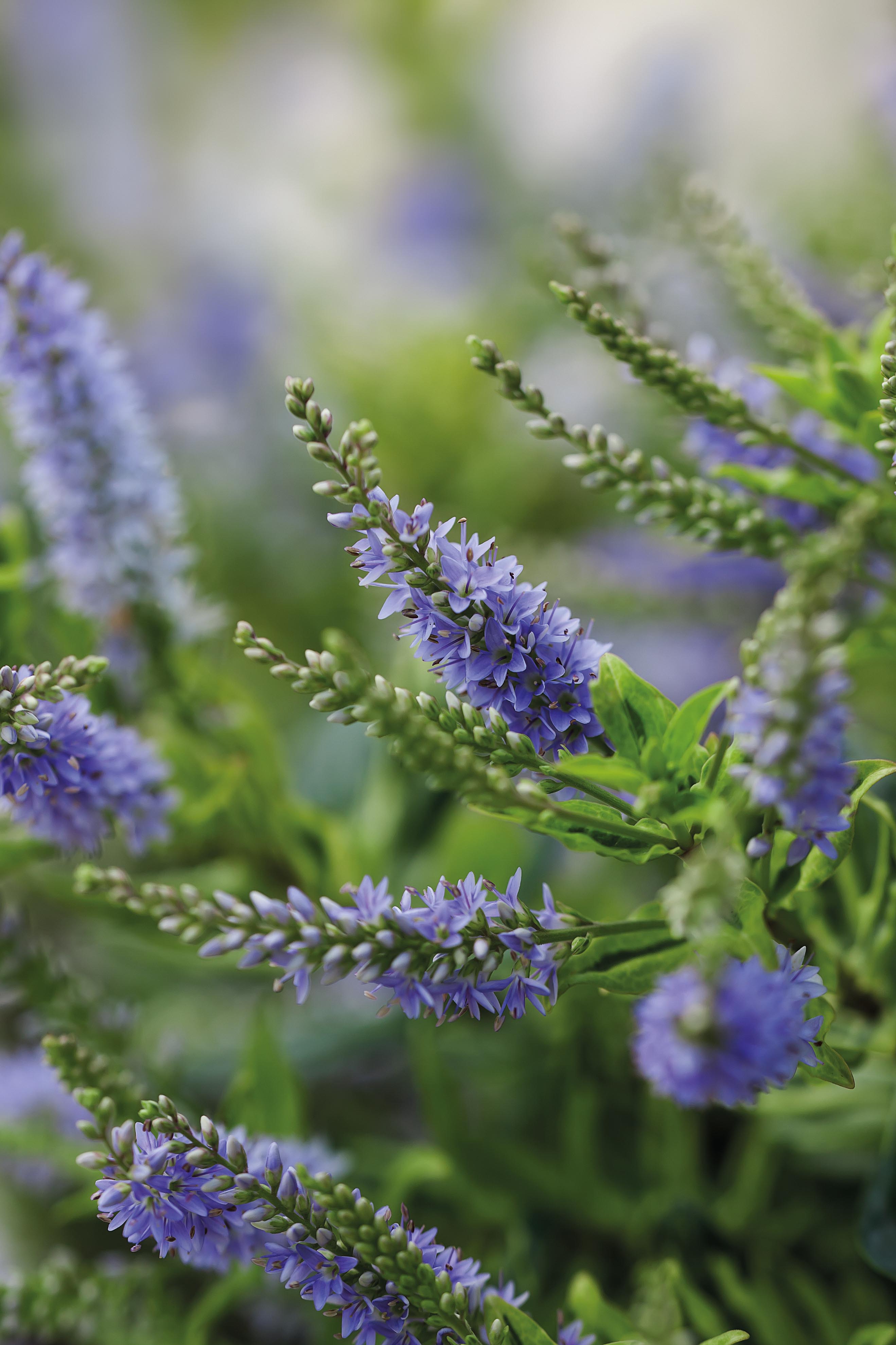 Hebe 'Sparkling Sapphire'