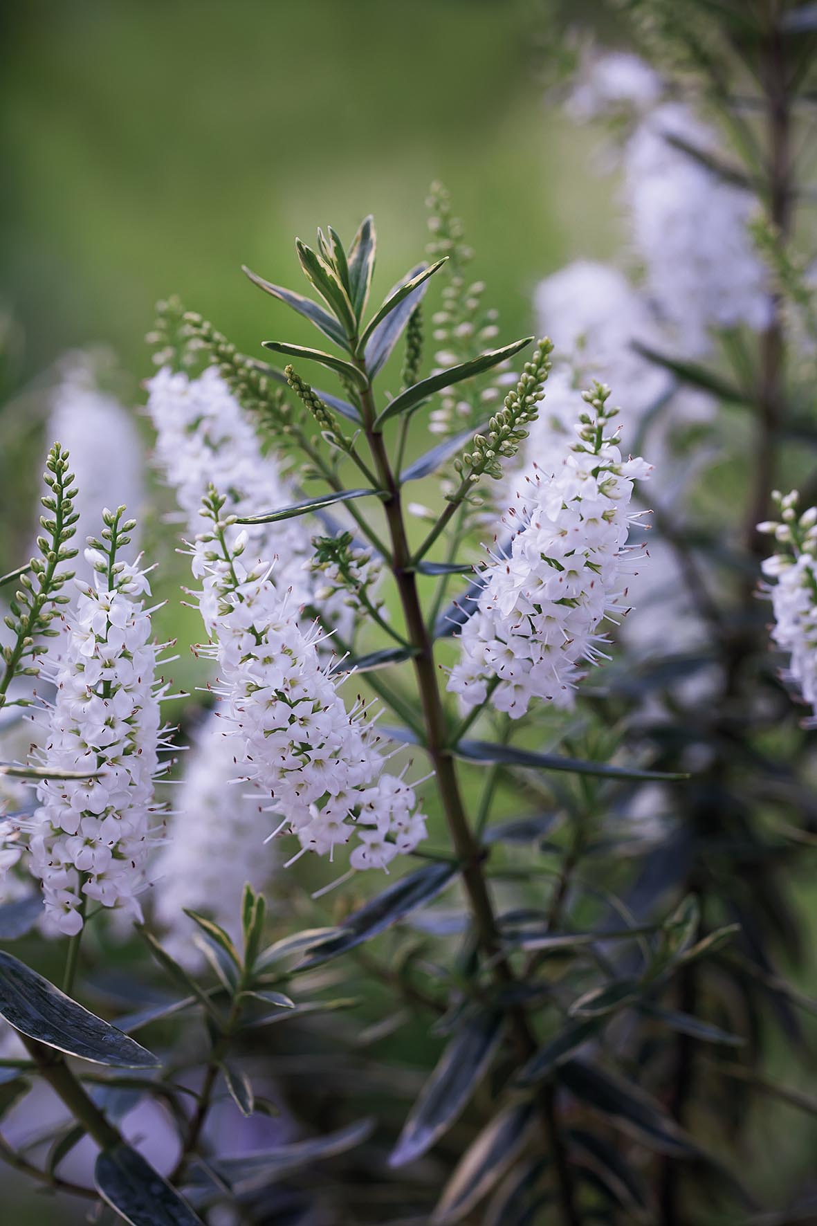 Hebe 'Starlight'
