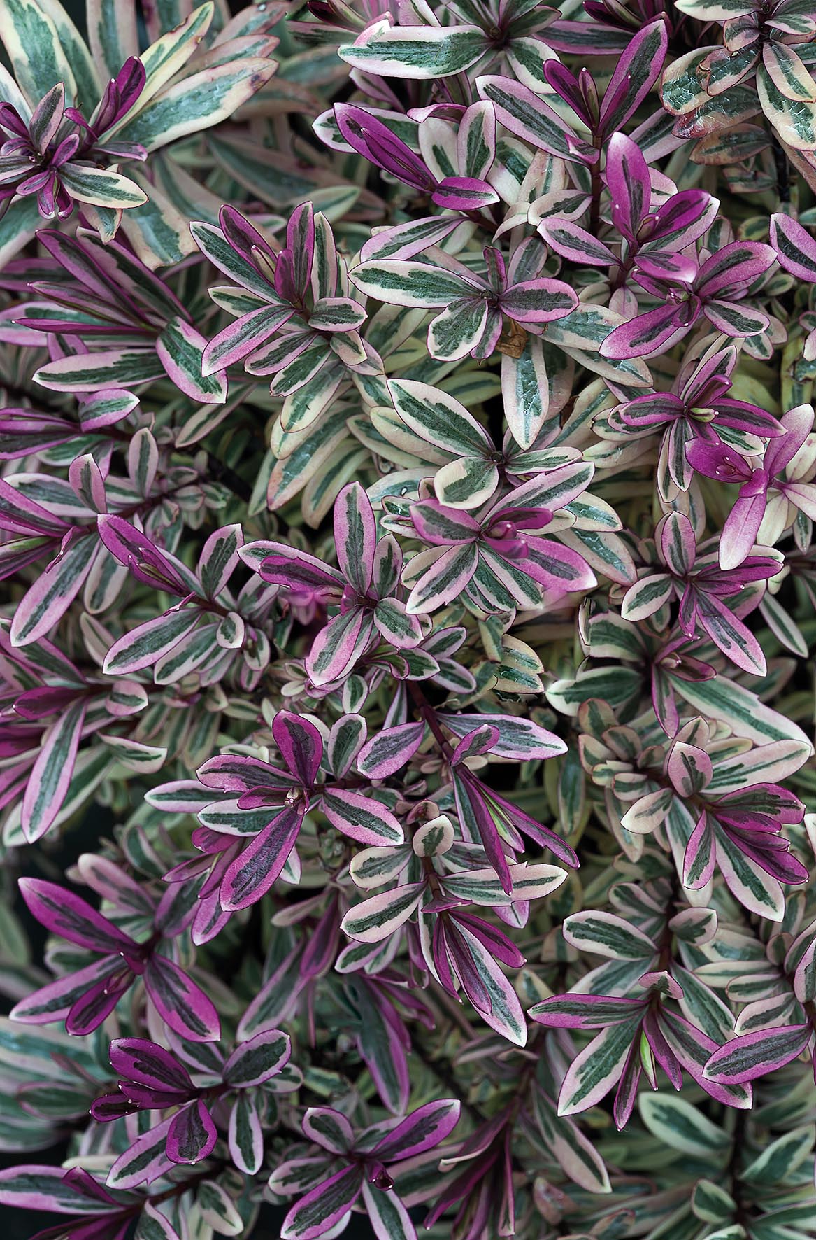 Foliage of Hebe 'Heartbreaker'
