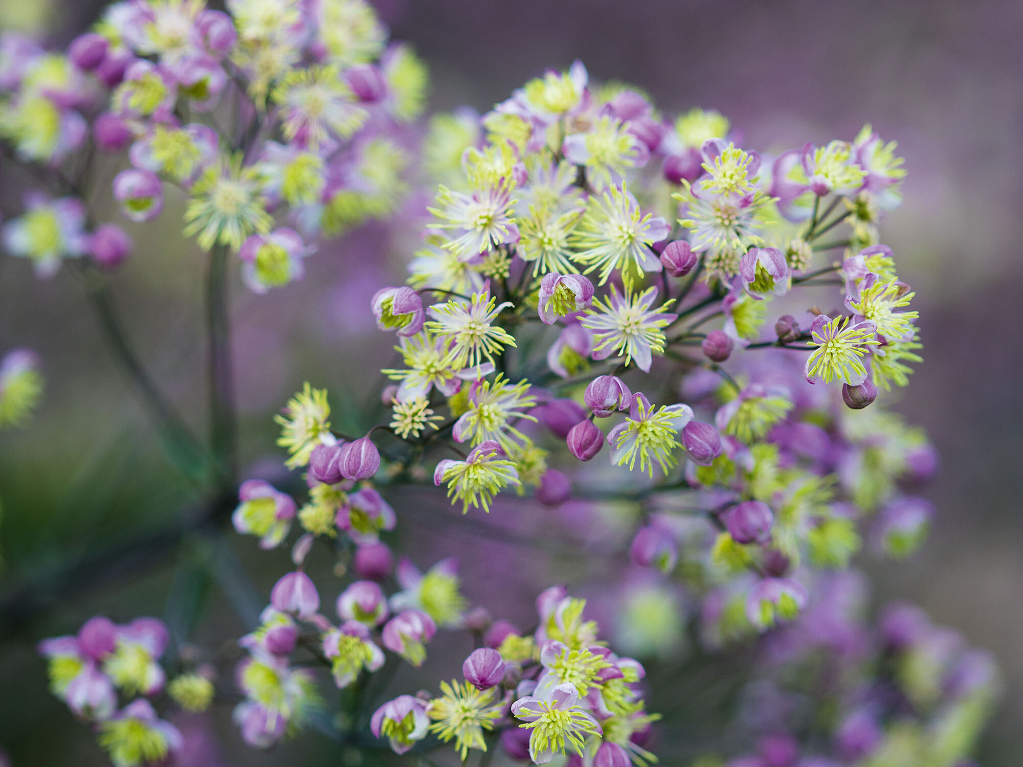 Thalictrum 'Elin'