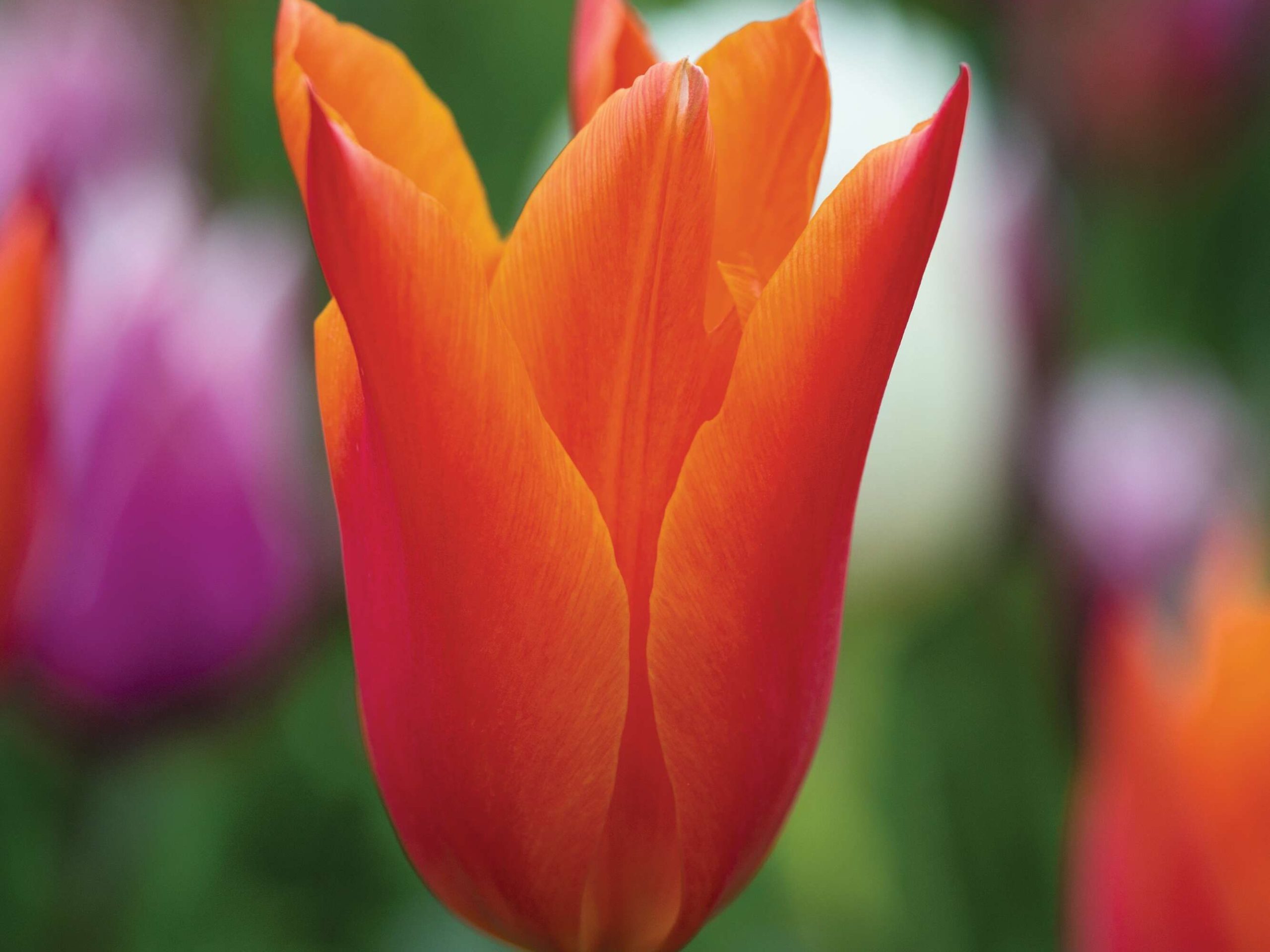 Tulipa ‘Ballerina’