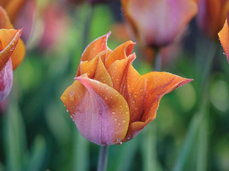 Tulipa ‘Request’