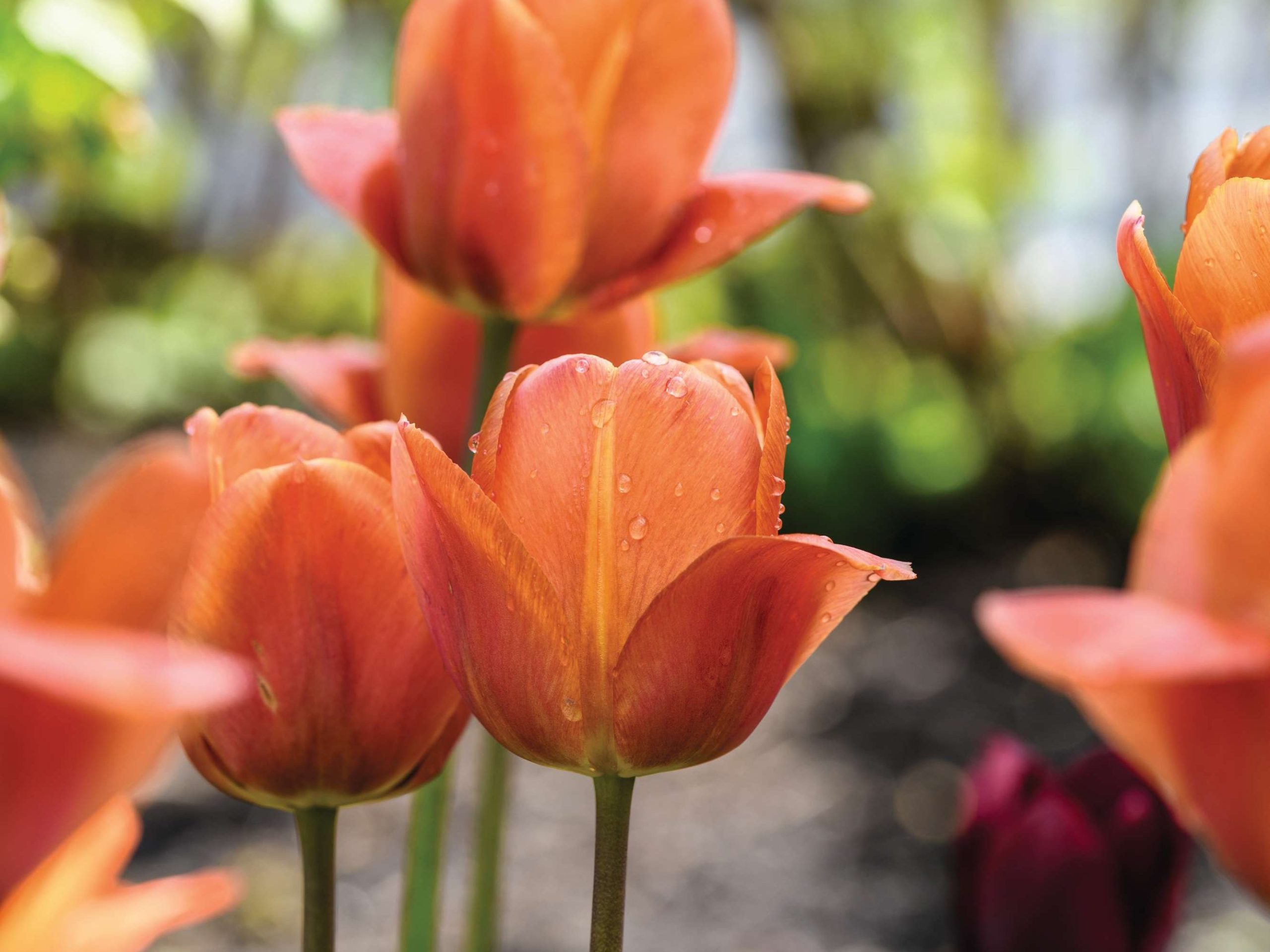 Tulipa ‘Brown Sugar’