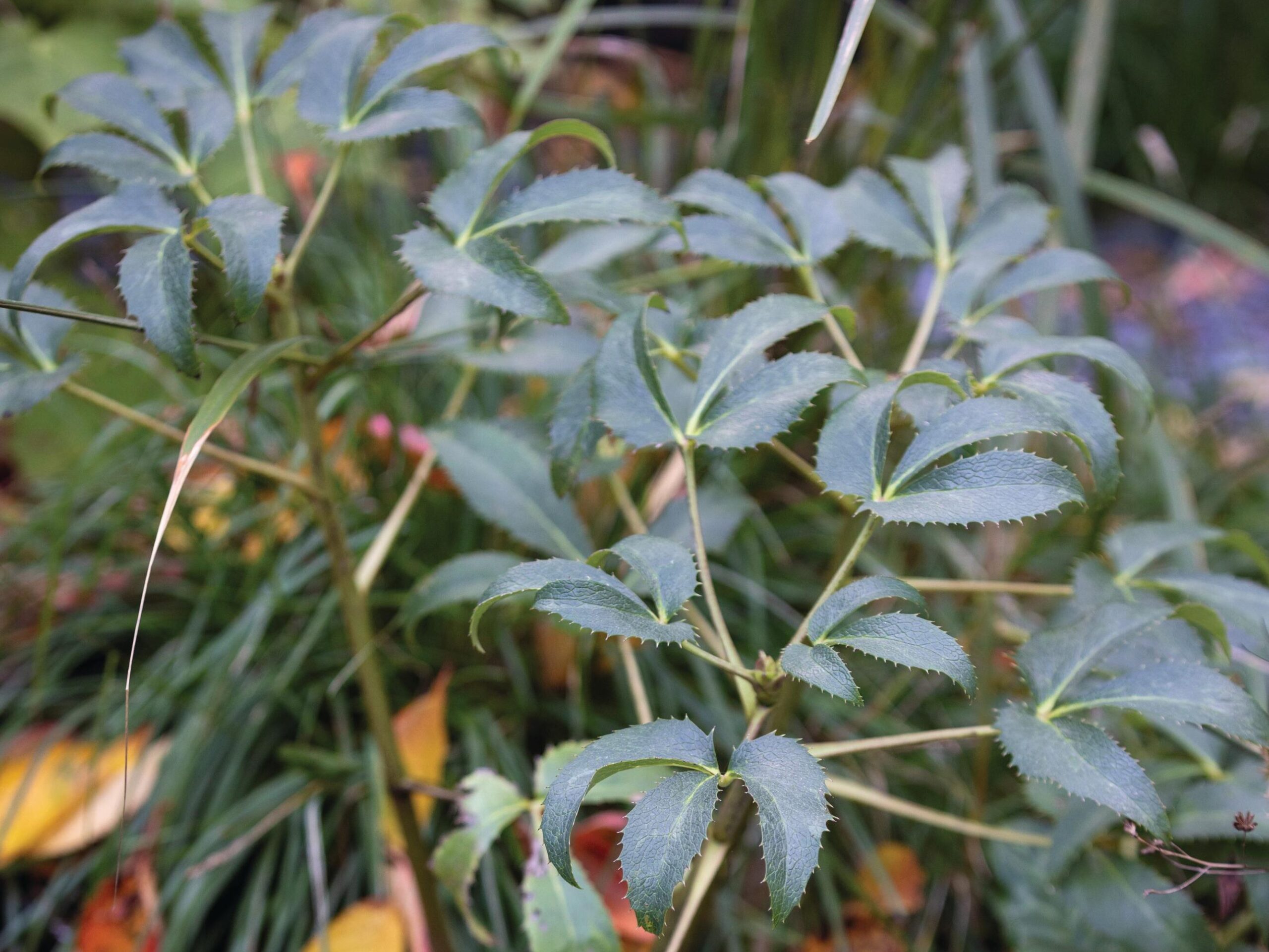 Helleborus argutifolius 
