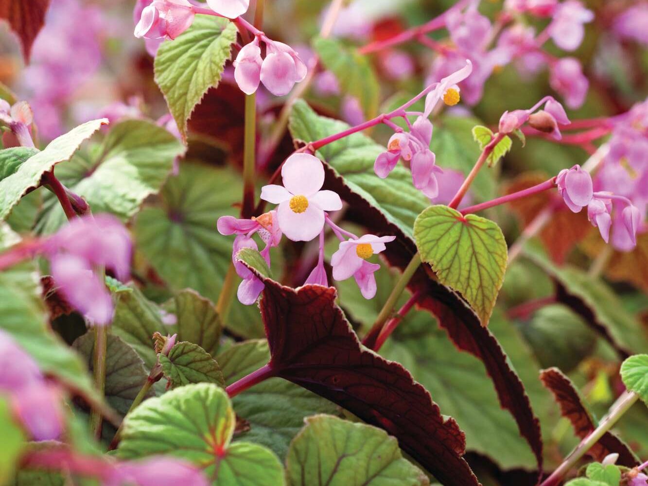 Begonia grandis