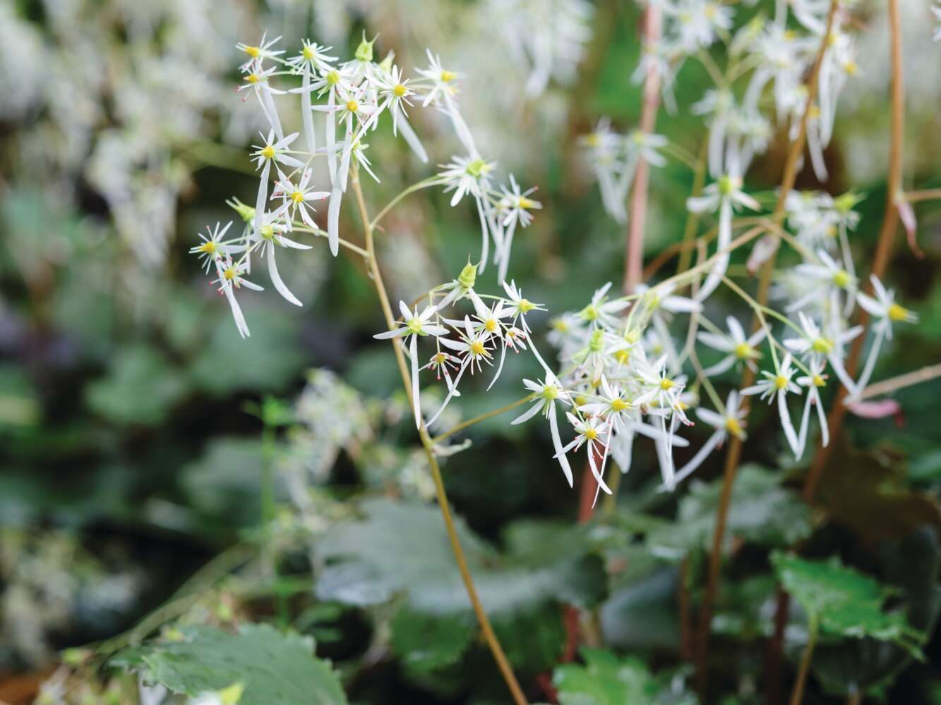 Saxifraga 'Wada'