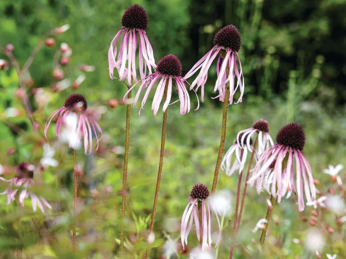 JI_270715_PhoenixPlants_029_preview Echinacea pallida © Jason Ingram