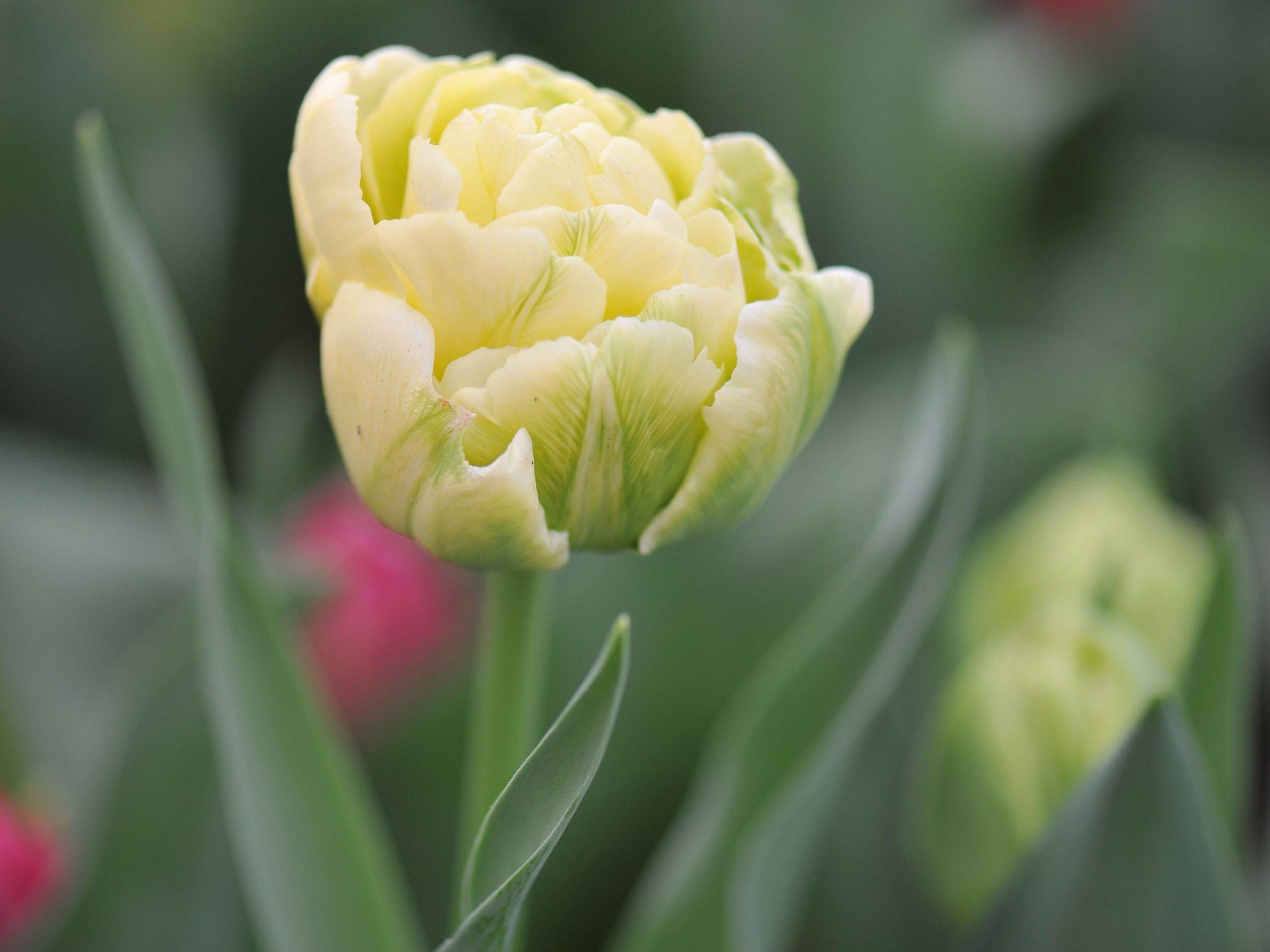Tulipa 'Verona'
