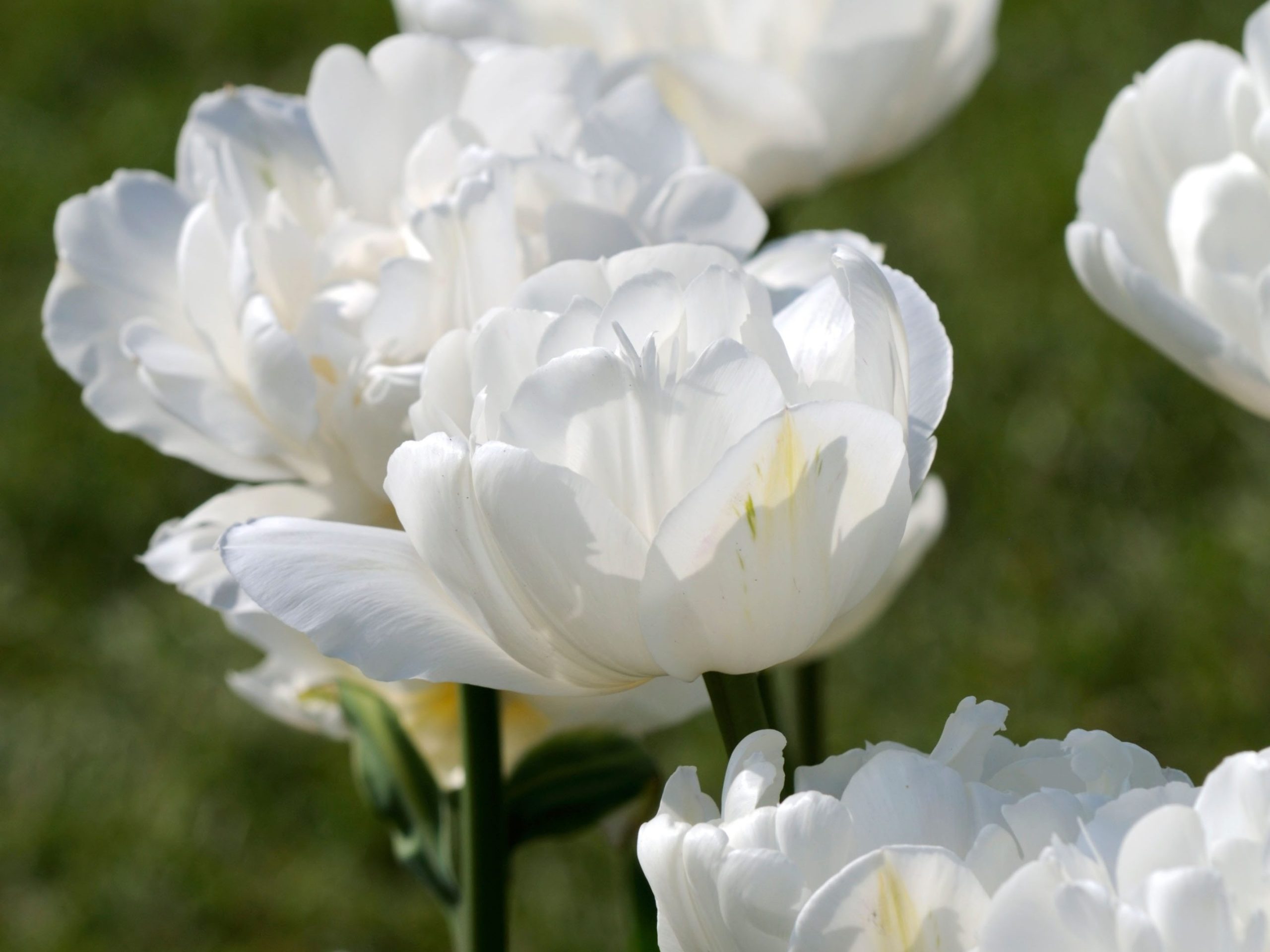 Tulipa 'Mount Tacoma'