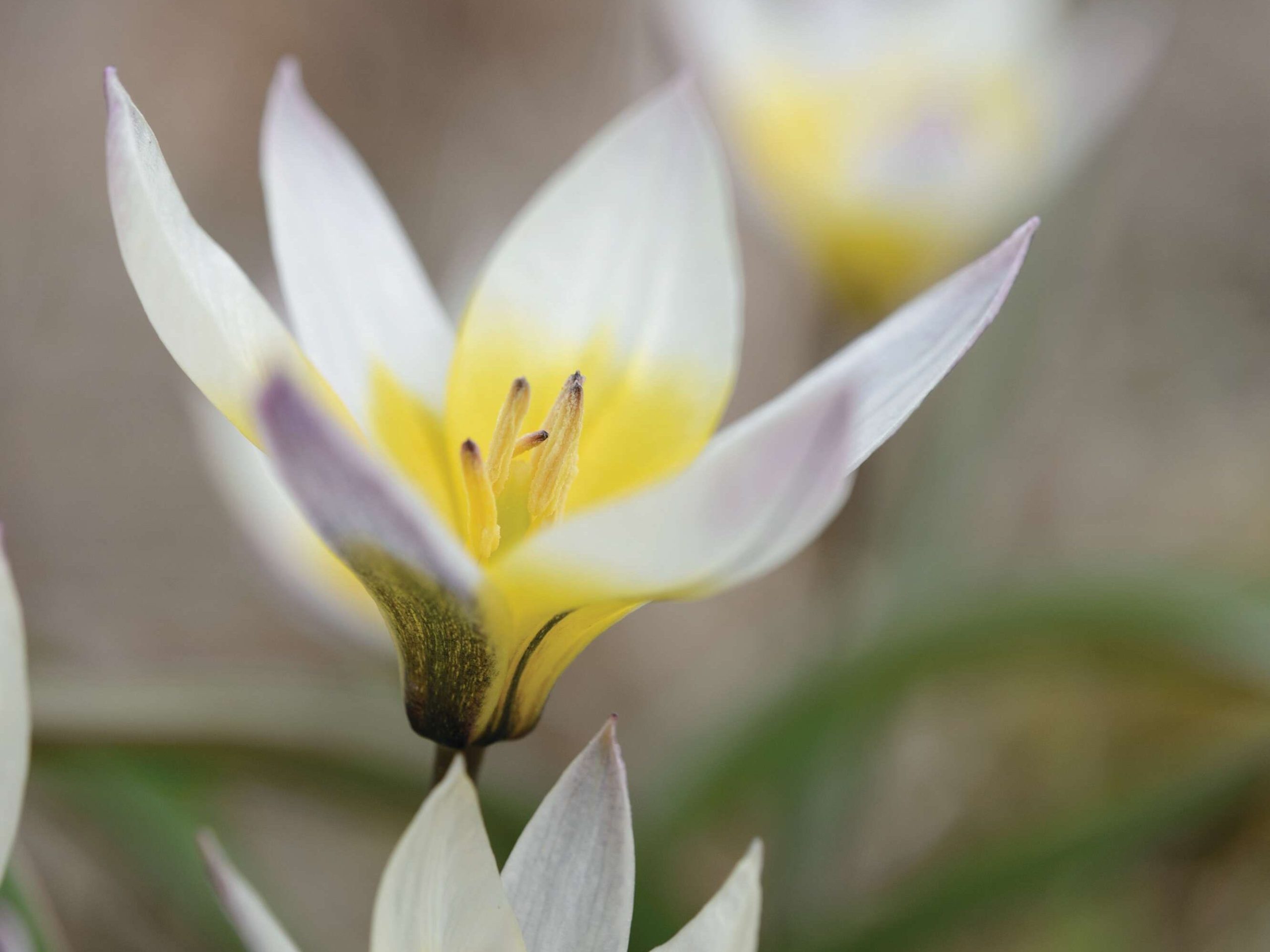 Tulipa bifloriformis ‘Starlight’