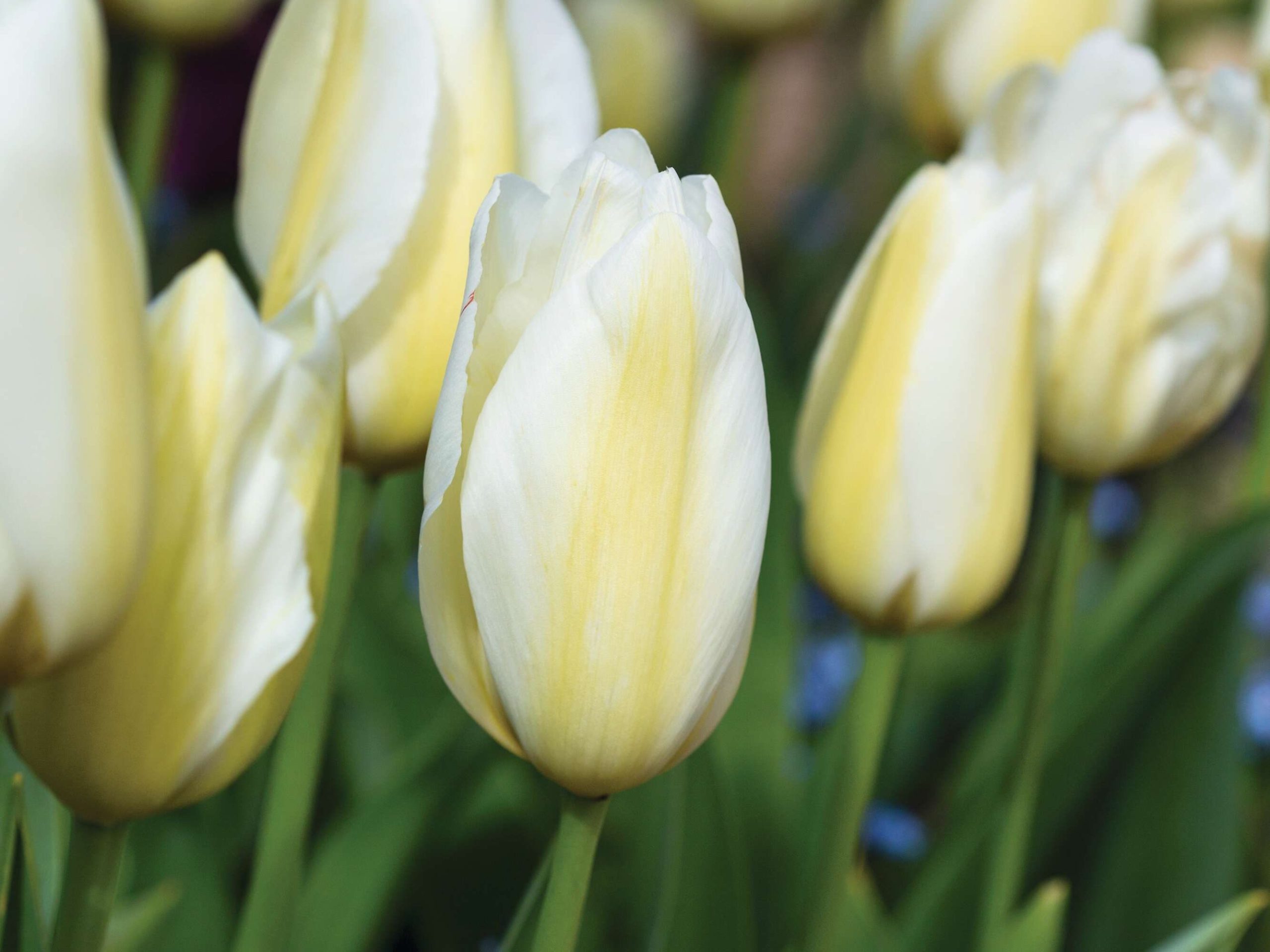 Tulipa ‘Françoise’