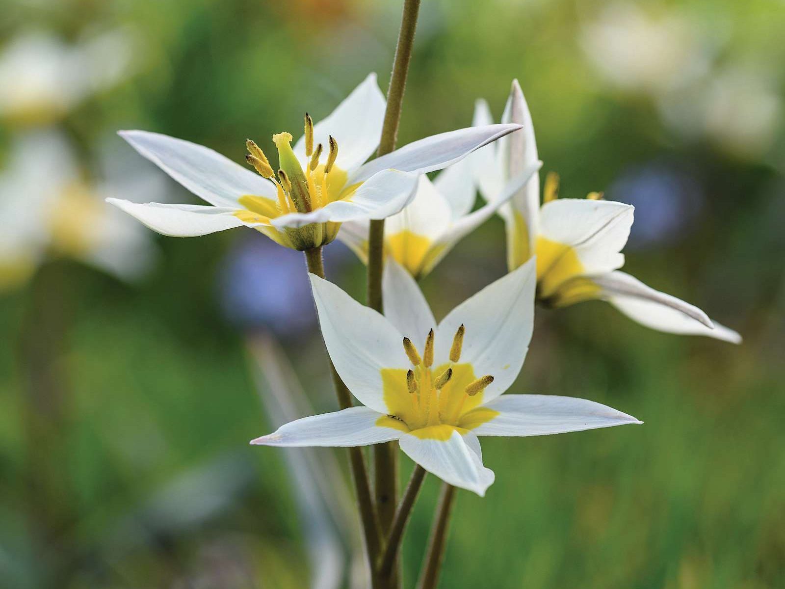 Tulipa turkestanica