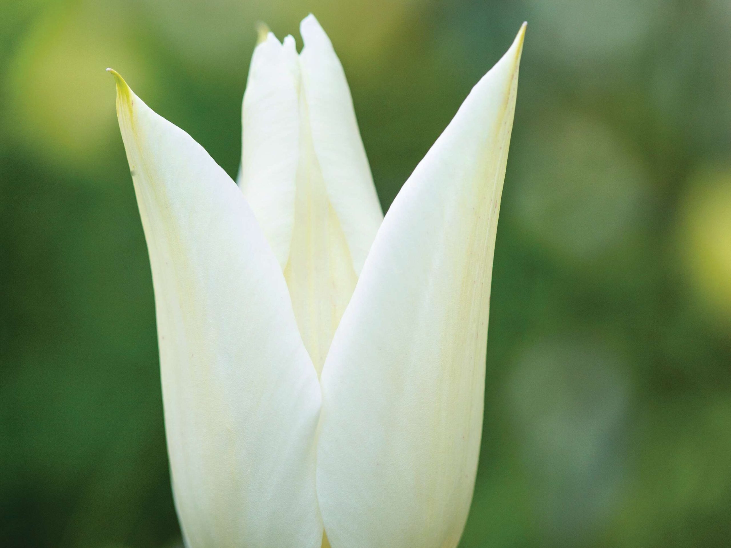 Tulipa ‘White Triumphator’