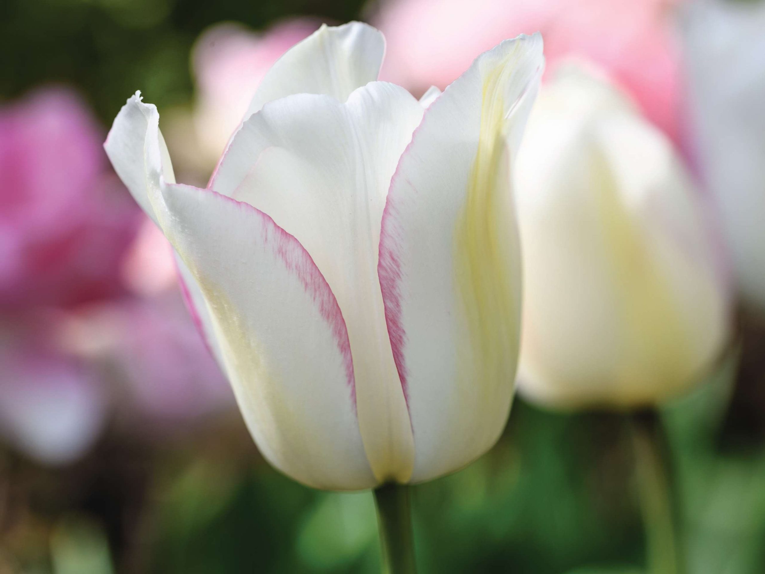 Tulipa ‘Blushing Girl’