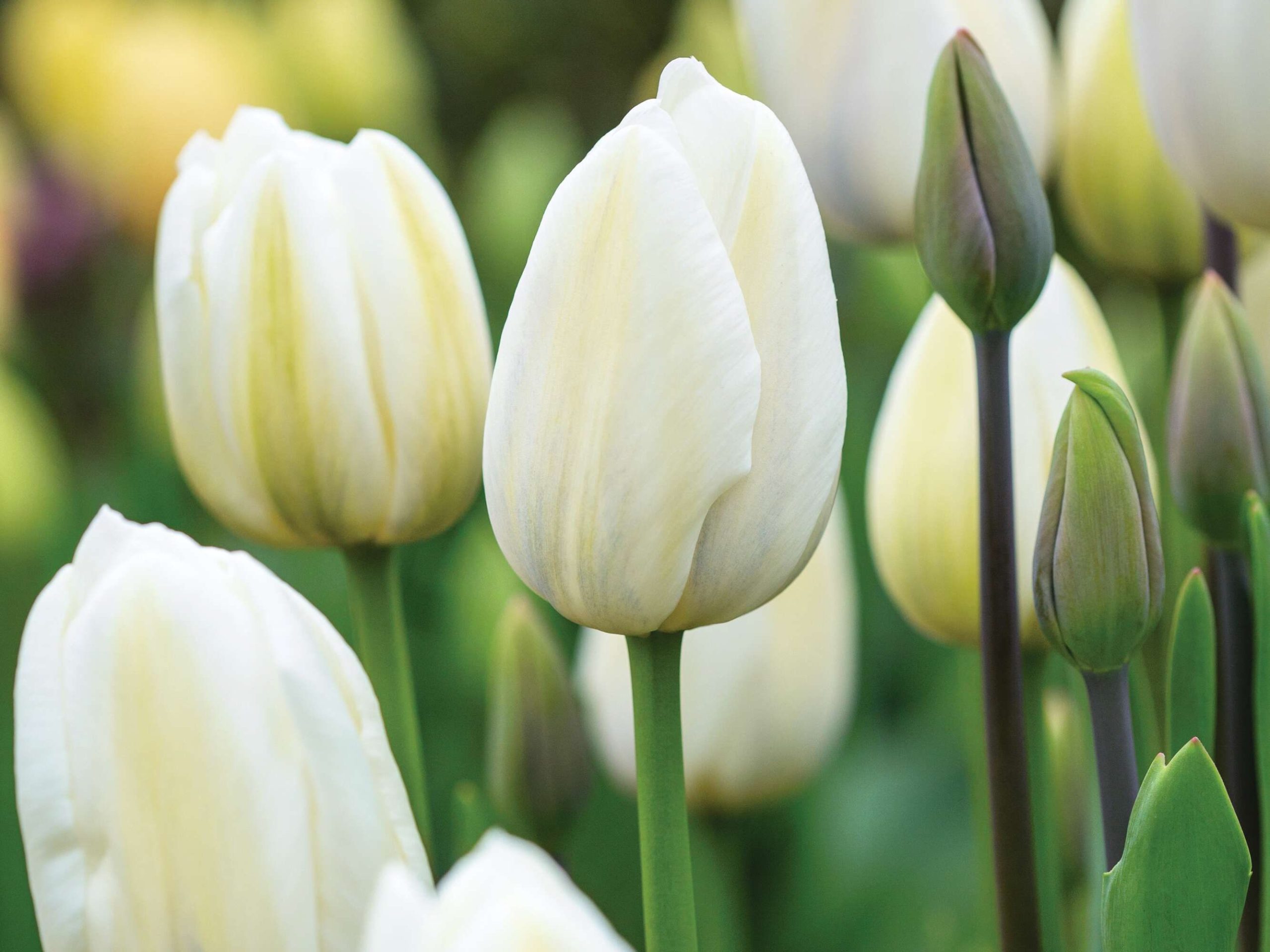 Tulipa ‘White Prince’