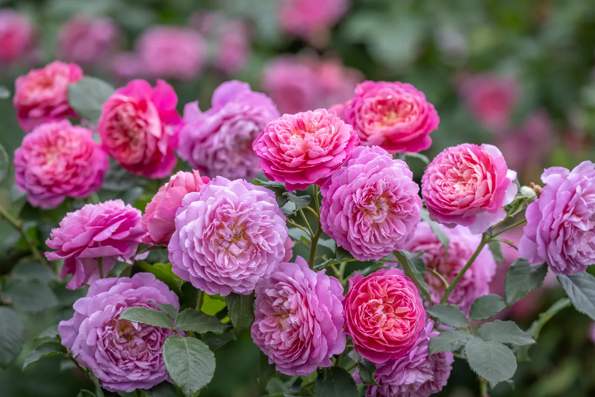 Rosa Emma Bridgewater (Ausb44a16) Rosa Emma Bridgewater (Ausb44a16)