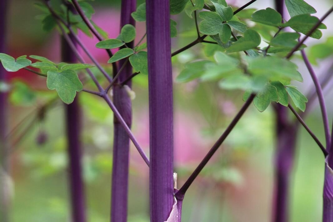 Thalictrum&nbsp;‘Elin’
