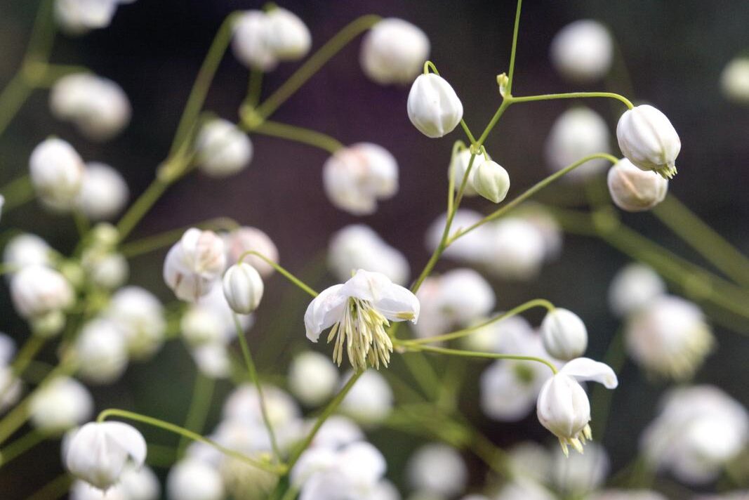 Thalictrum&nbsp;Splendide White&nbsp;(= ‘Fr21034’)