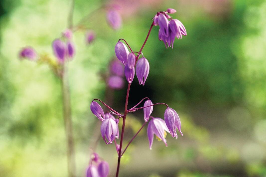 Thalictrum&nbsp;delavayi&nbsp;var.&nbsp;decorum