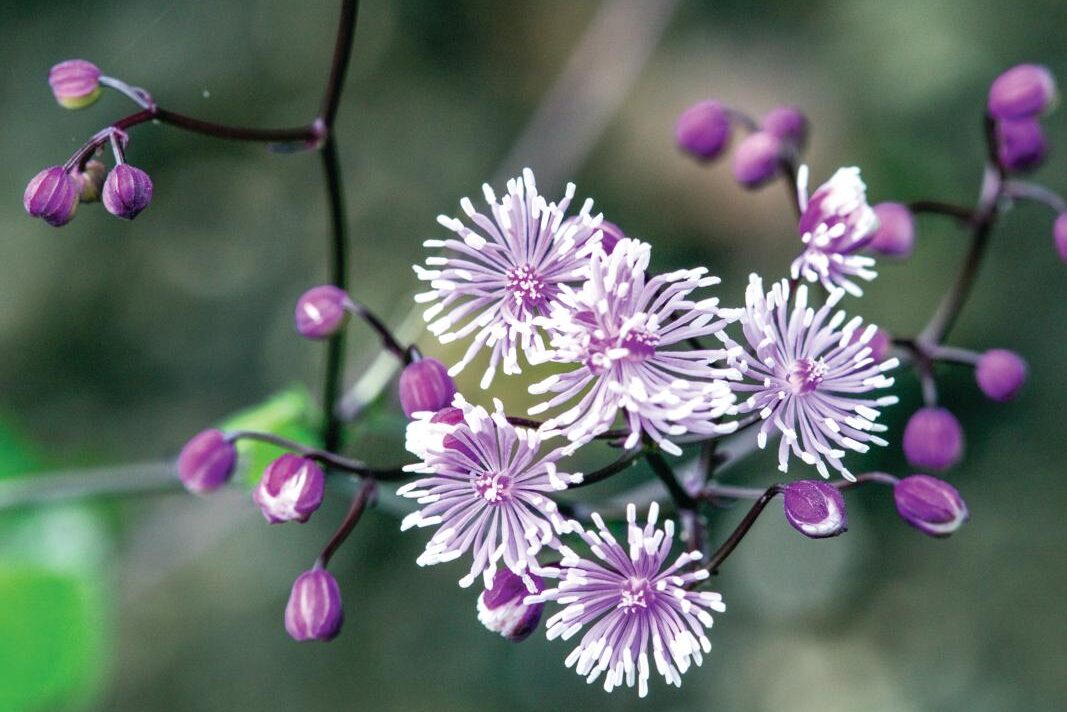 Thalictrum&nbsp;ramosum