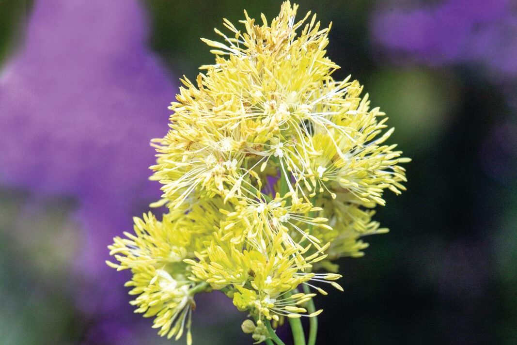 Thalictrum&nbsp;flavum&nbsp;subsp.&nbsp;glaucum