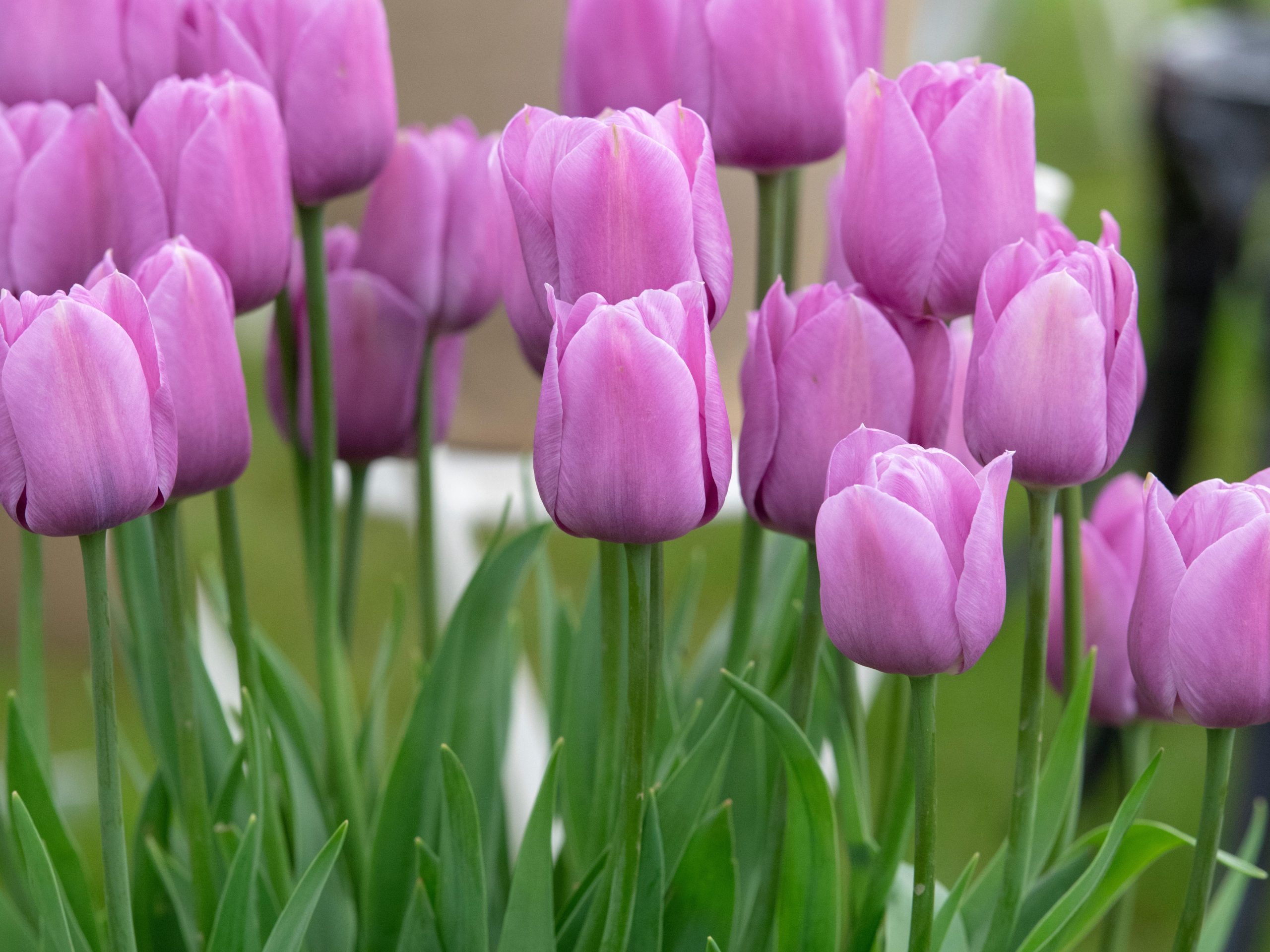 Tulipa 'Violet Beauty'