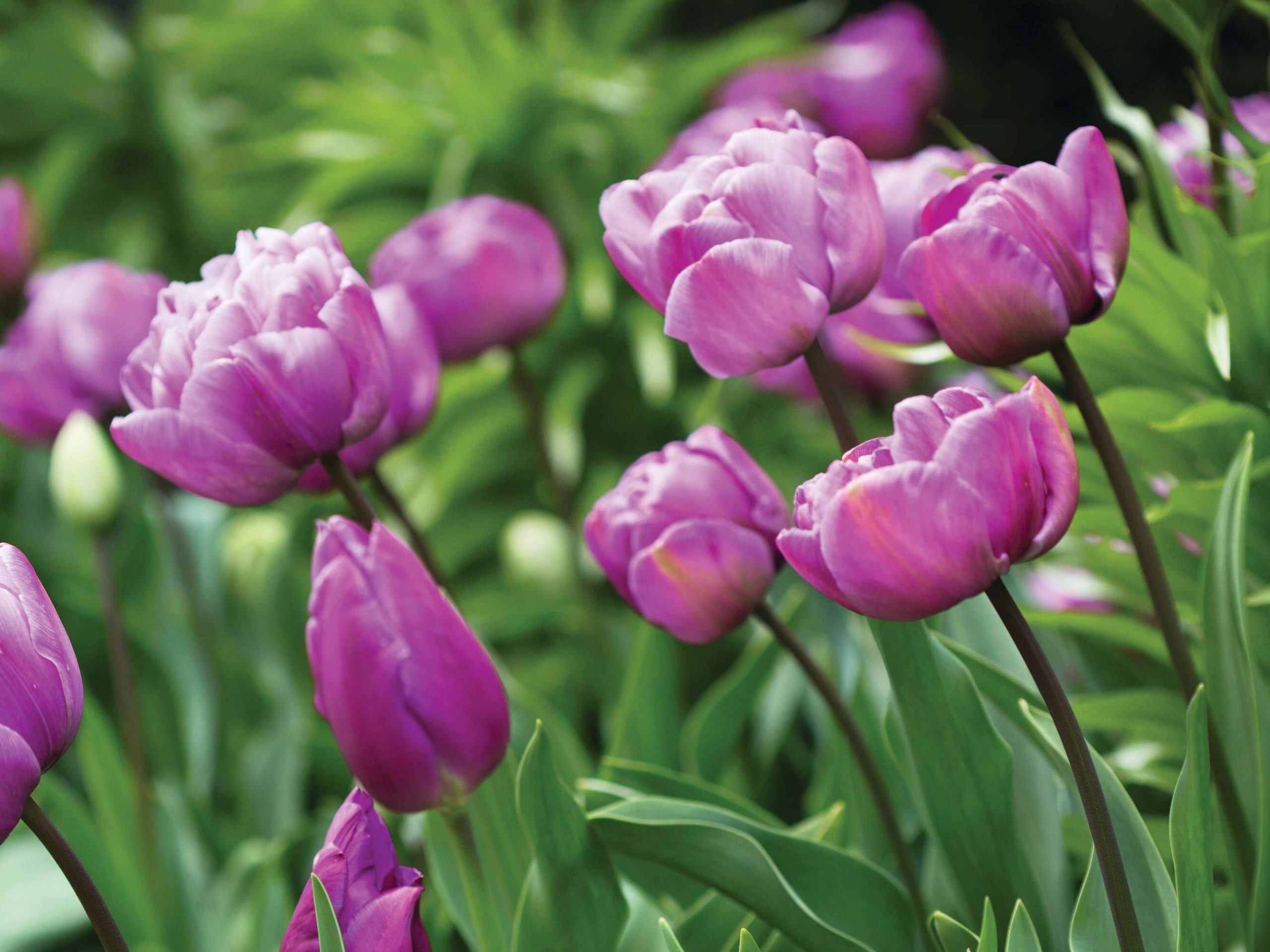 Tulipa ‘Blue Diamond’