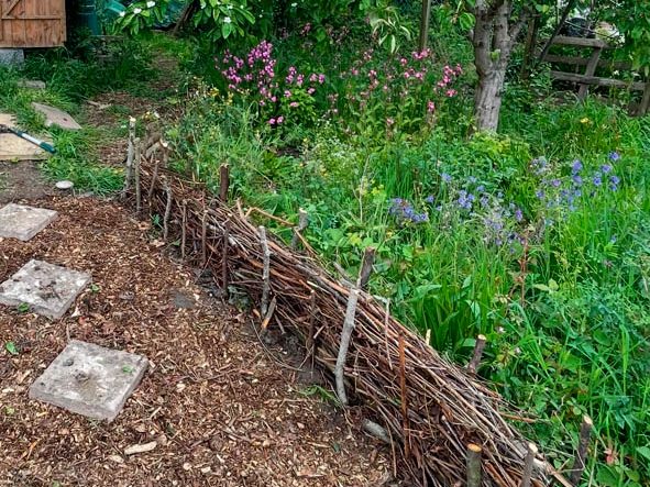 Dave's allotment