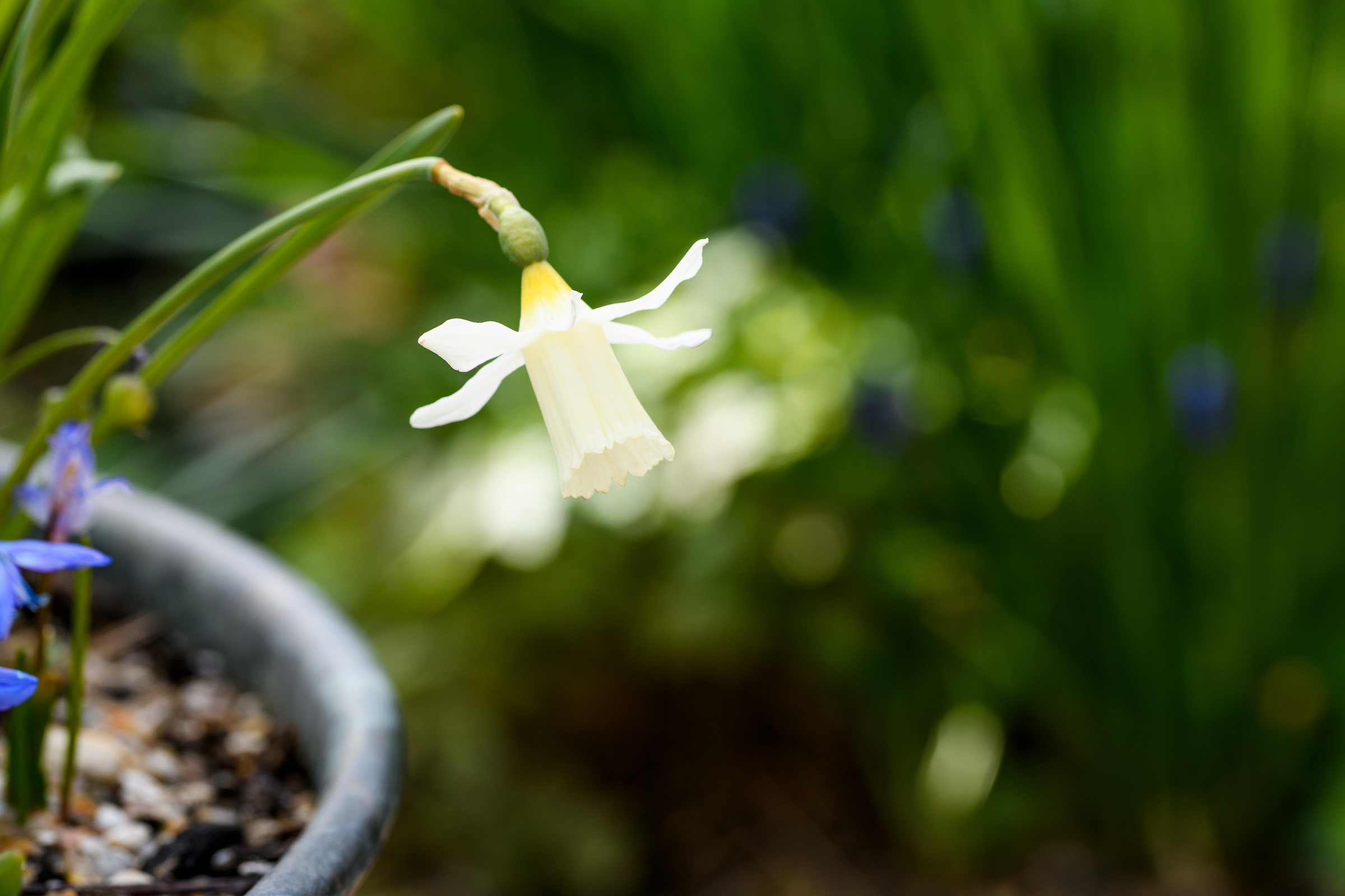 Narcissus Elka in Jo Thompson's spring pot