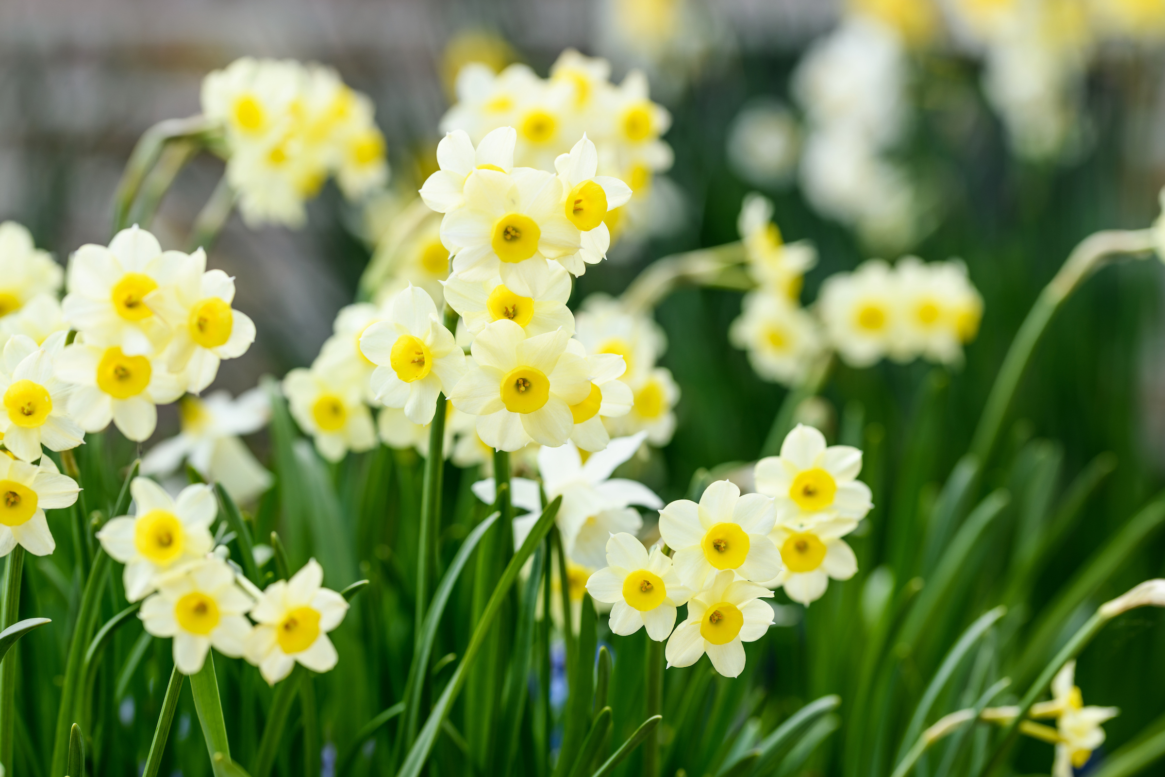 Narcissus Minnow in Jo Thompson's spring pot