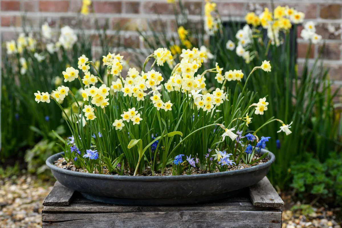 Jo Thompson's pot for spring Jo Thompson's pot for spring
