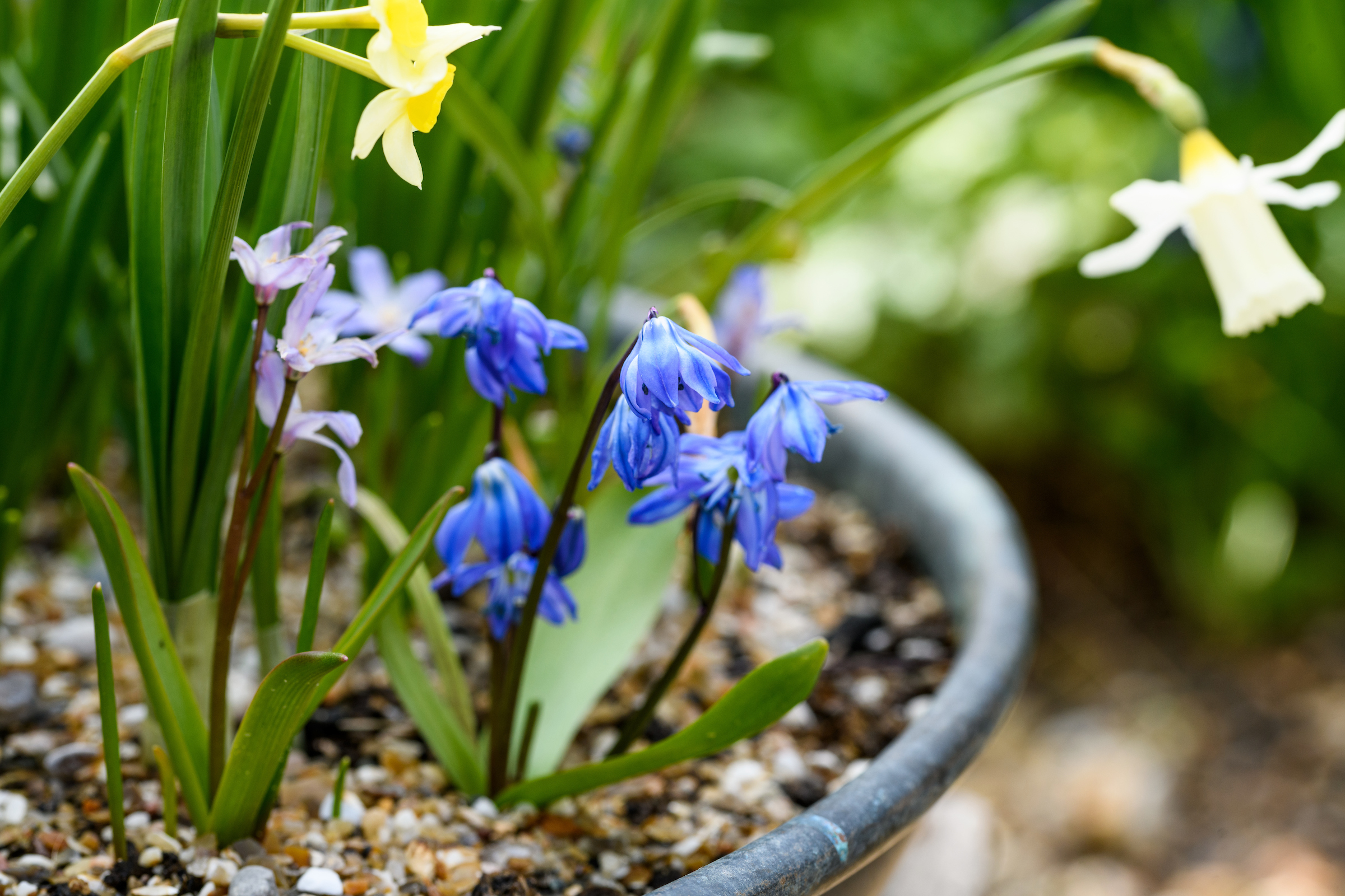 Scilla siberica in Jo Thompson's spring pot