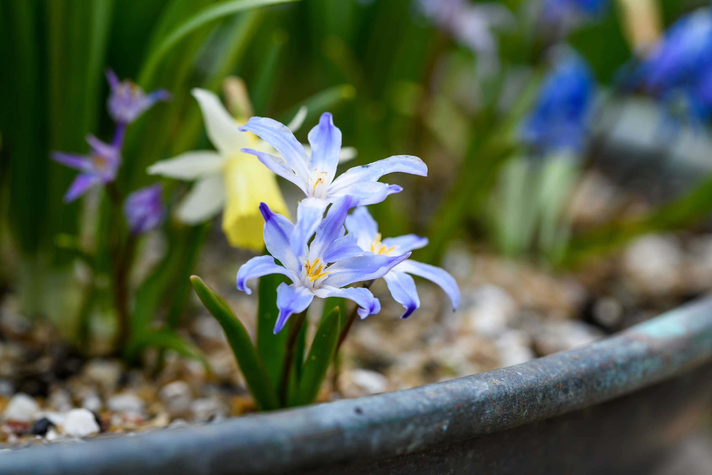 Scilla luciliae in Jo Thompson's spring pot