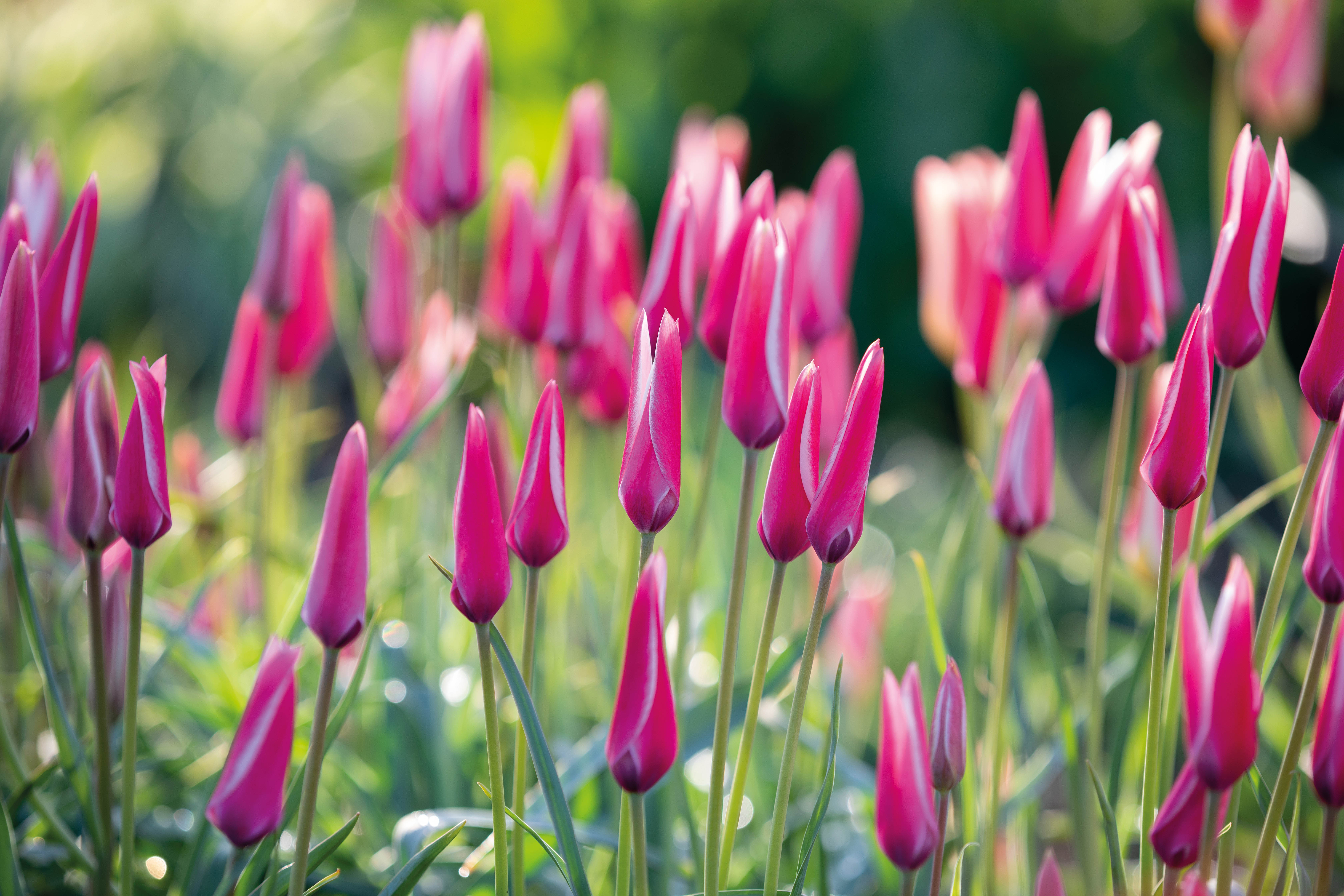 Tulipa clusiana Peppermintstick