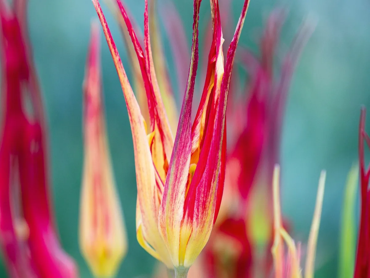 Tulipa cornuta Tulipa cornuta