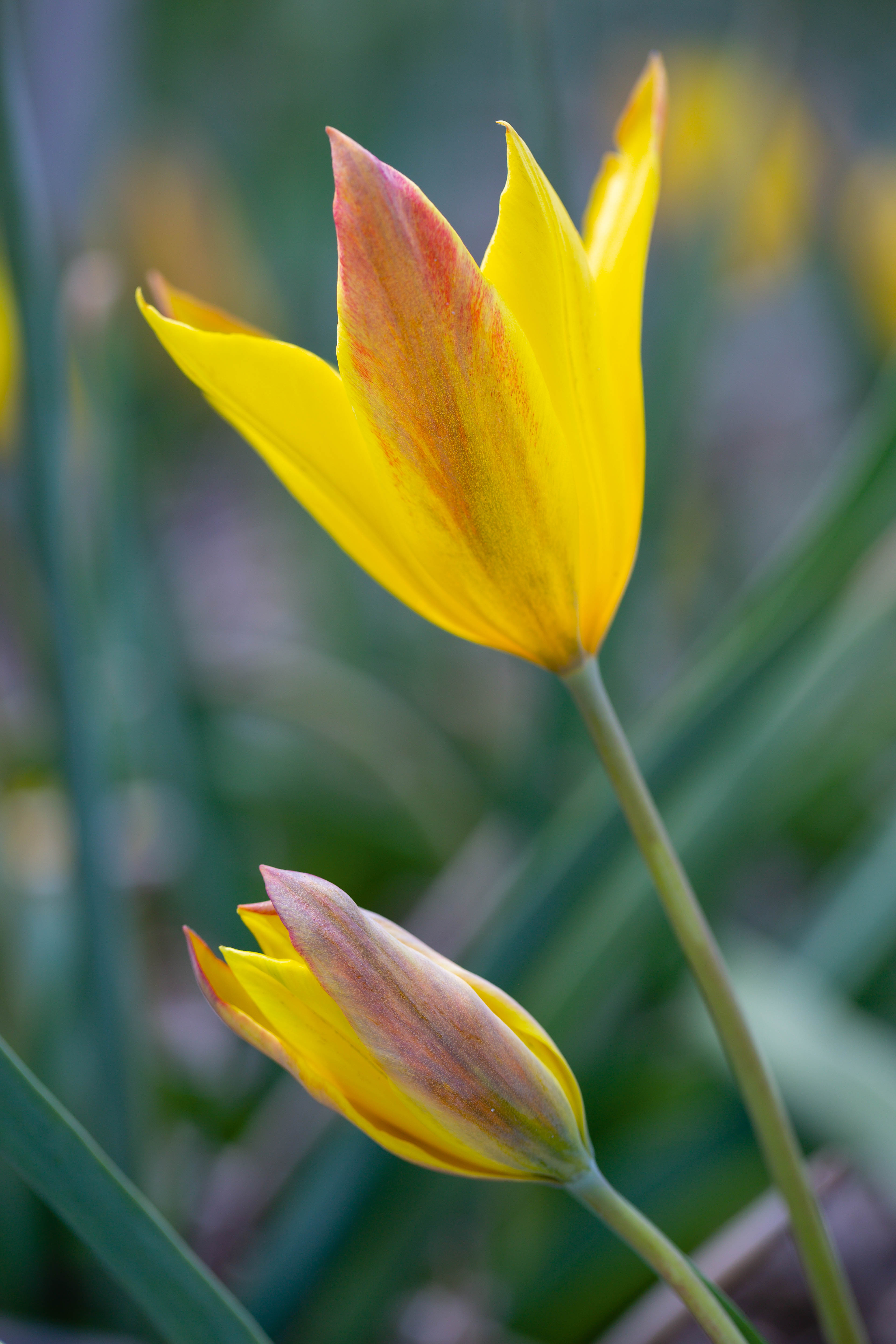 Tulipa ferganica