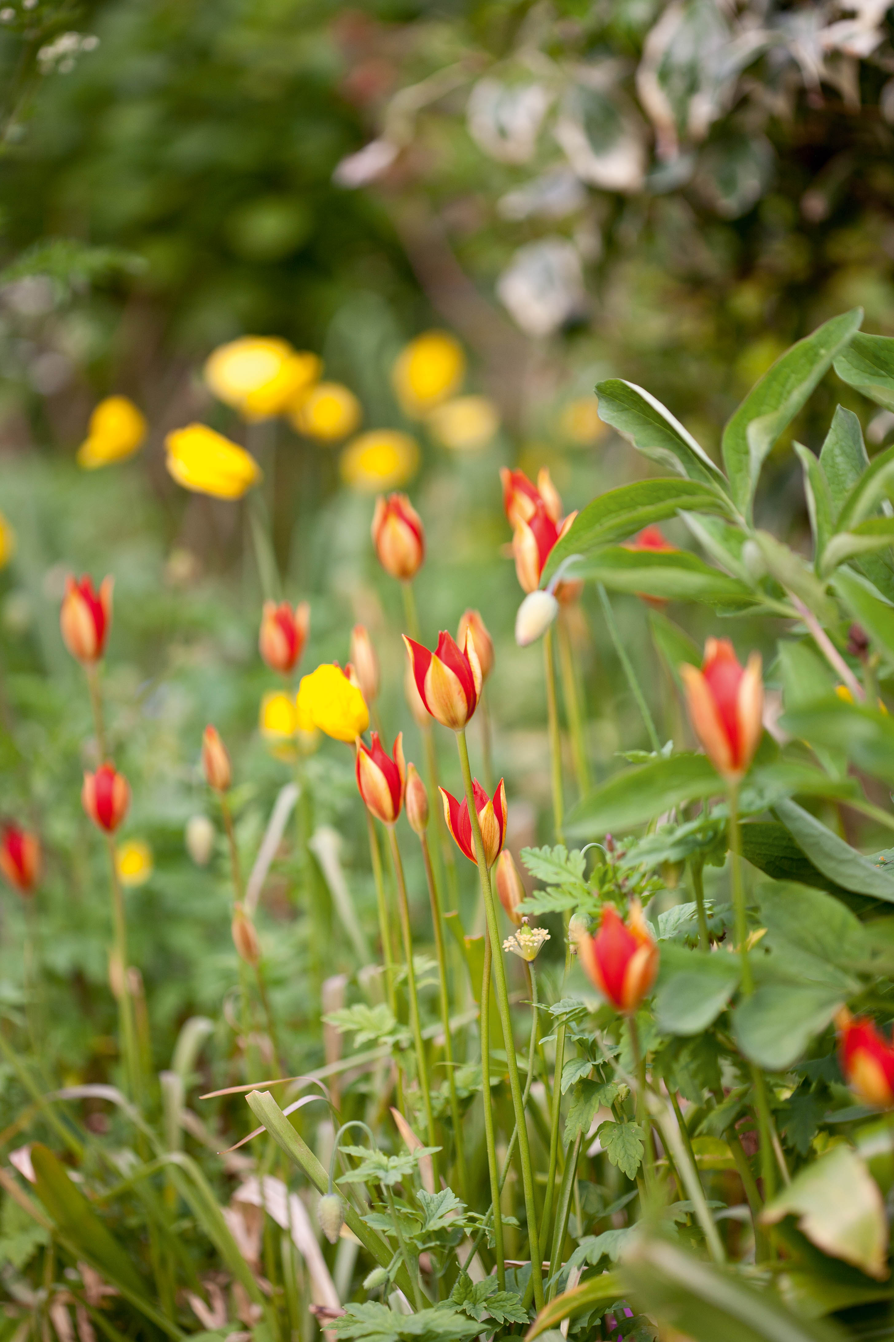 Tulipa sprengeri